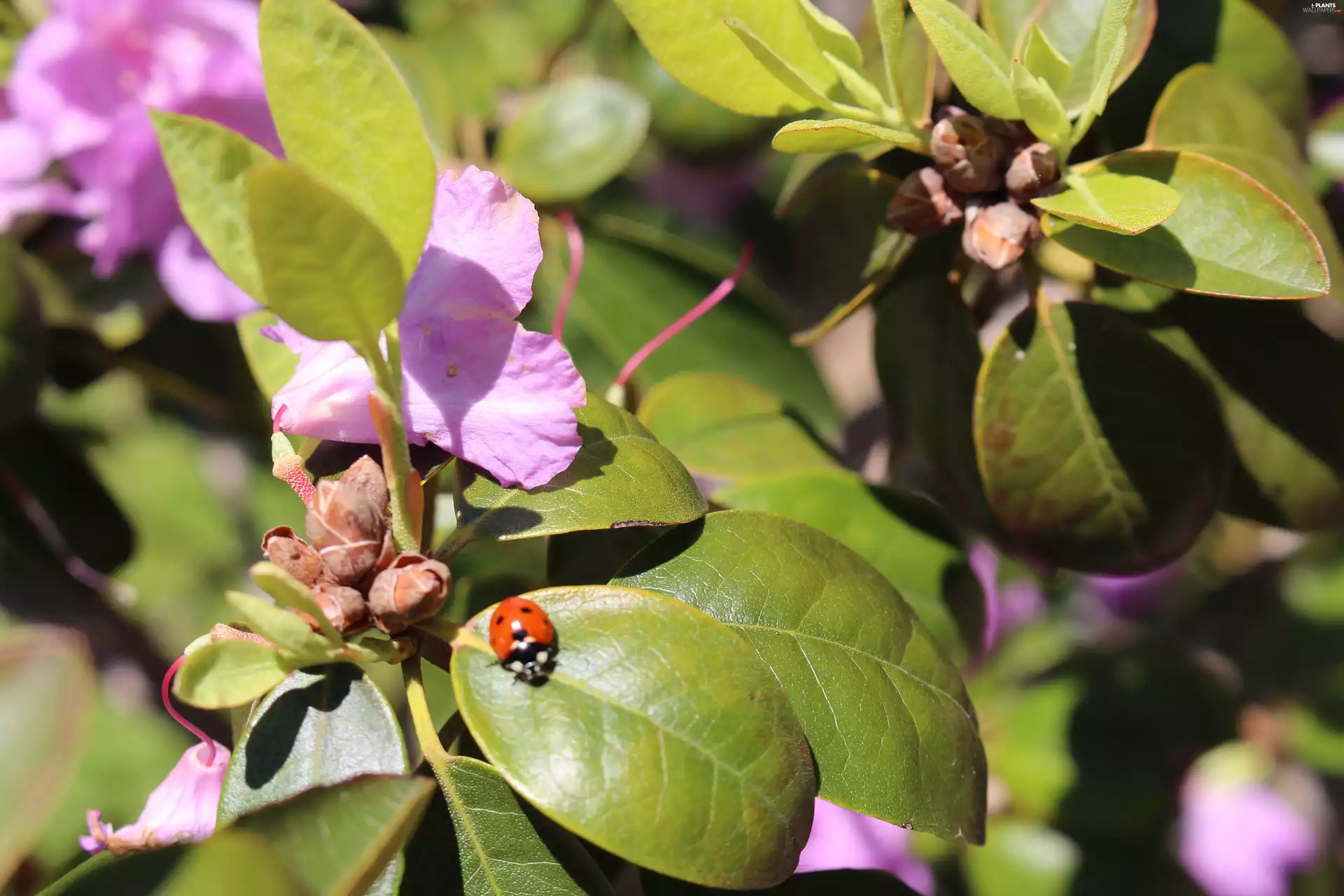 rhododendron, Pink, Buds, ladybird, Leaf, azalea
