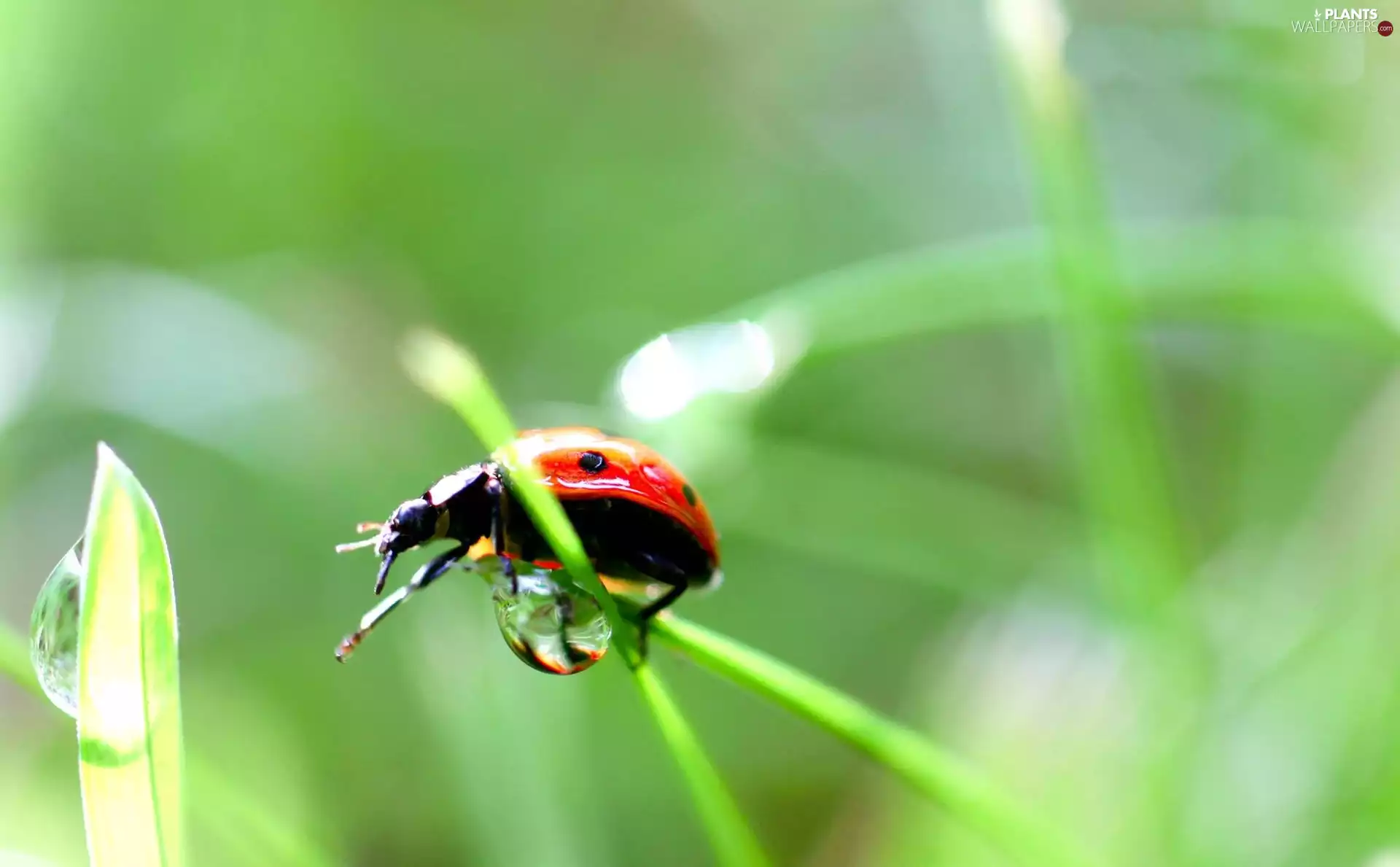 ladybird, Leaf