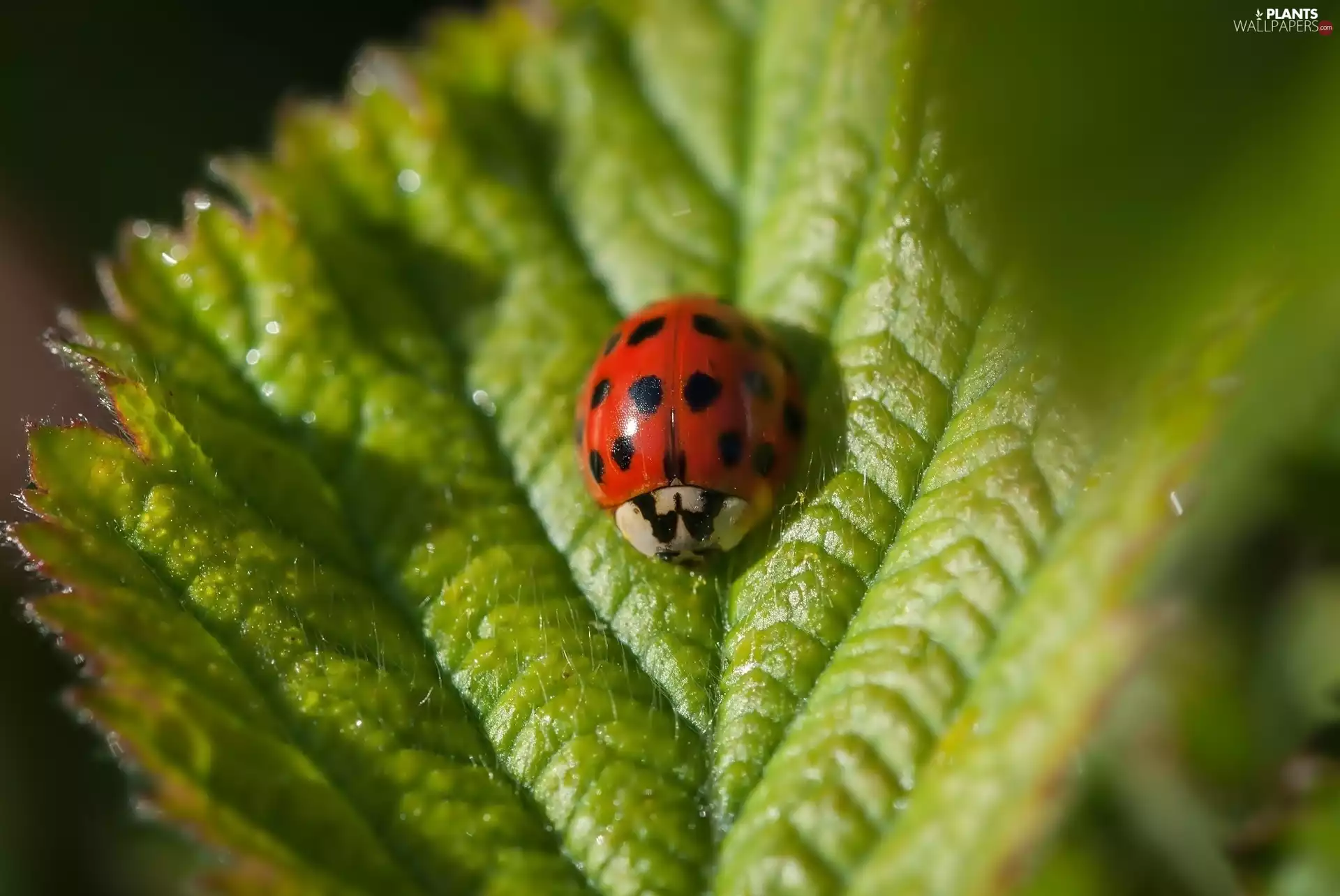 ladybird, leaf