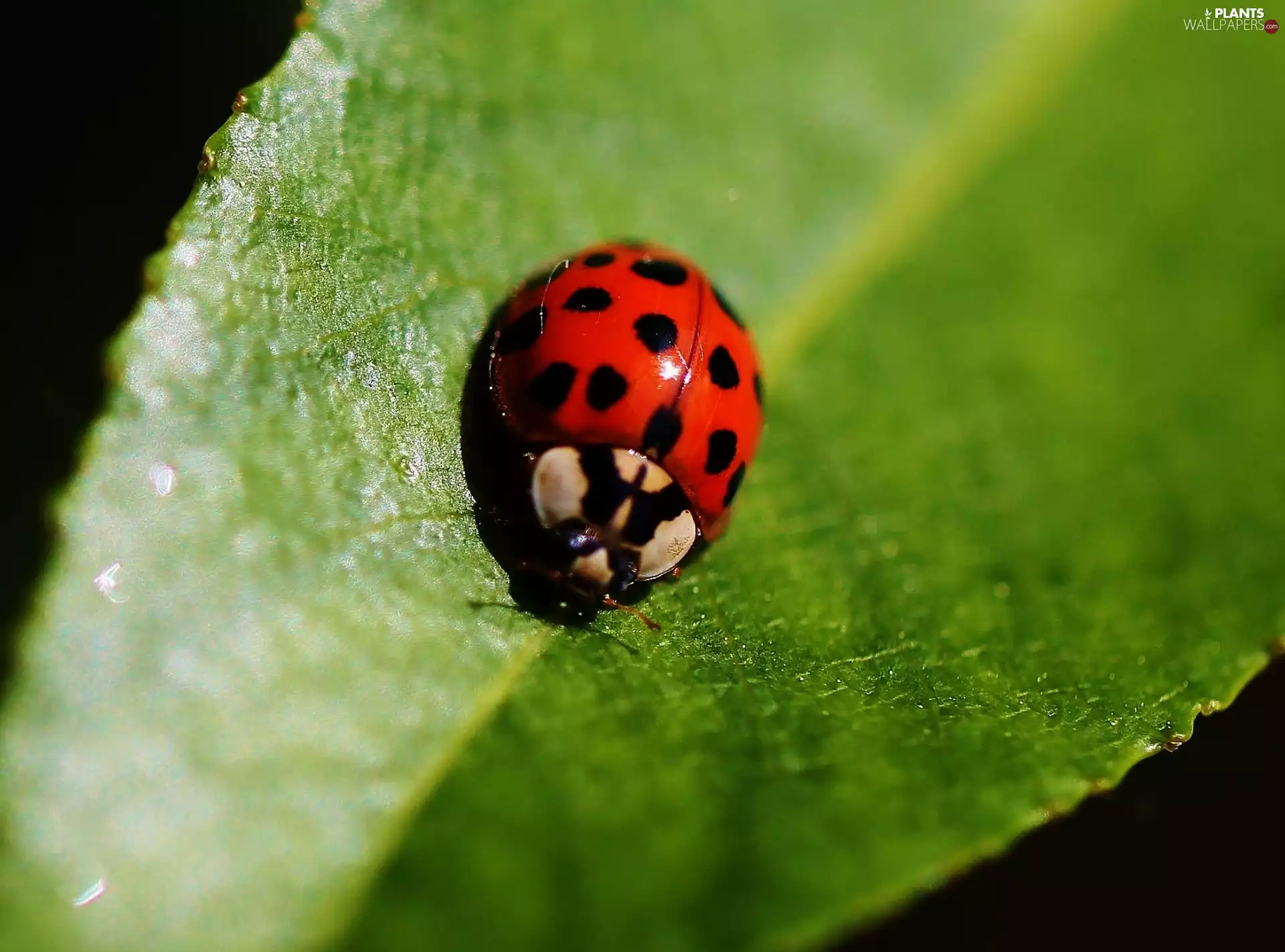 ladybird, leaf