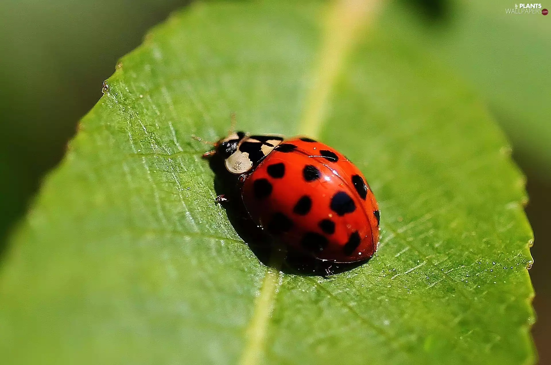 ladybird, leaf