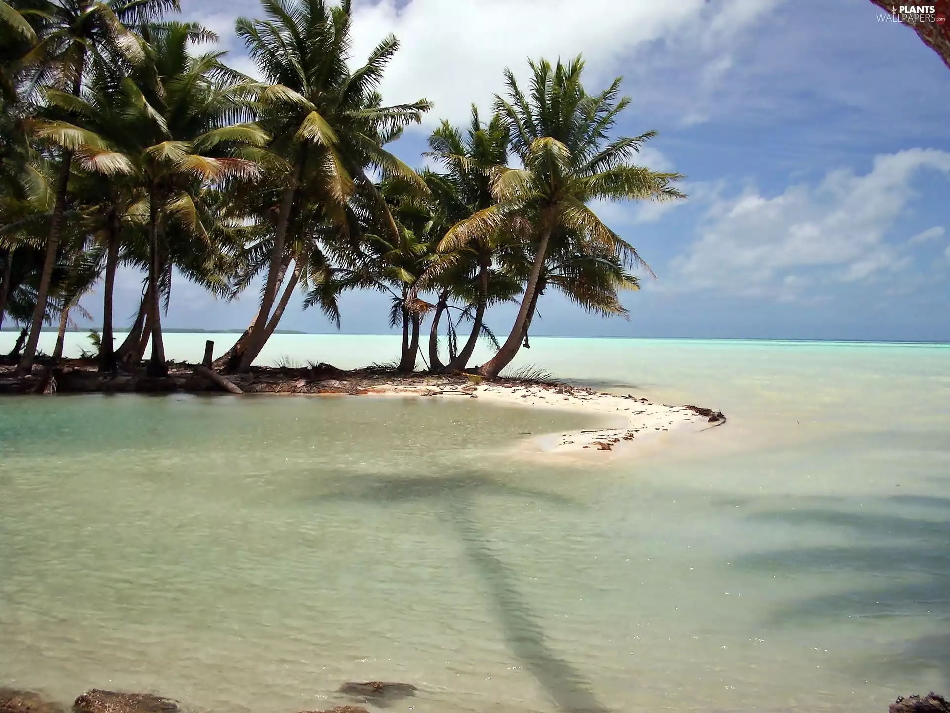 sea, Palms, Kiribati, Laguna