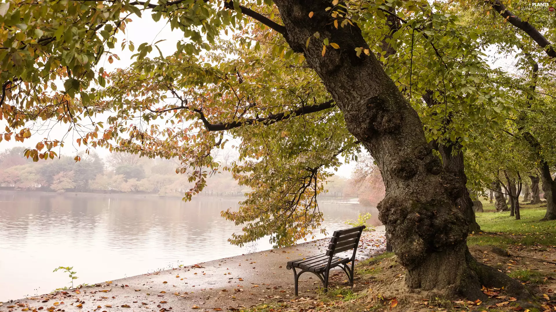 autumn, trees, Bench, lake