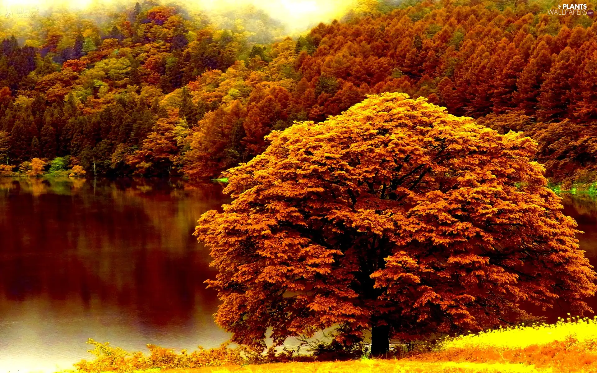 lake, autumn, trees, viewes, color