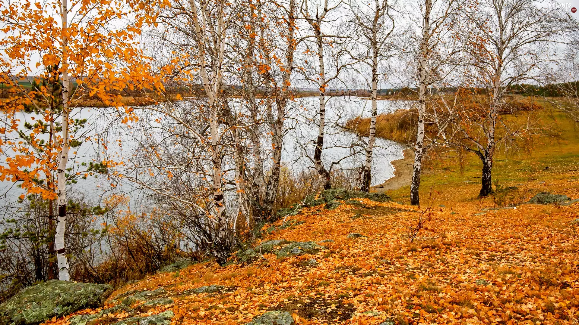 autumn, birch, Leaf, lake