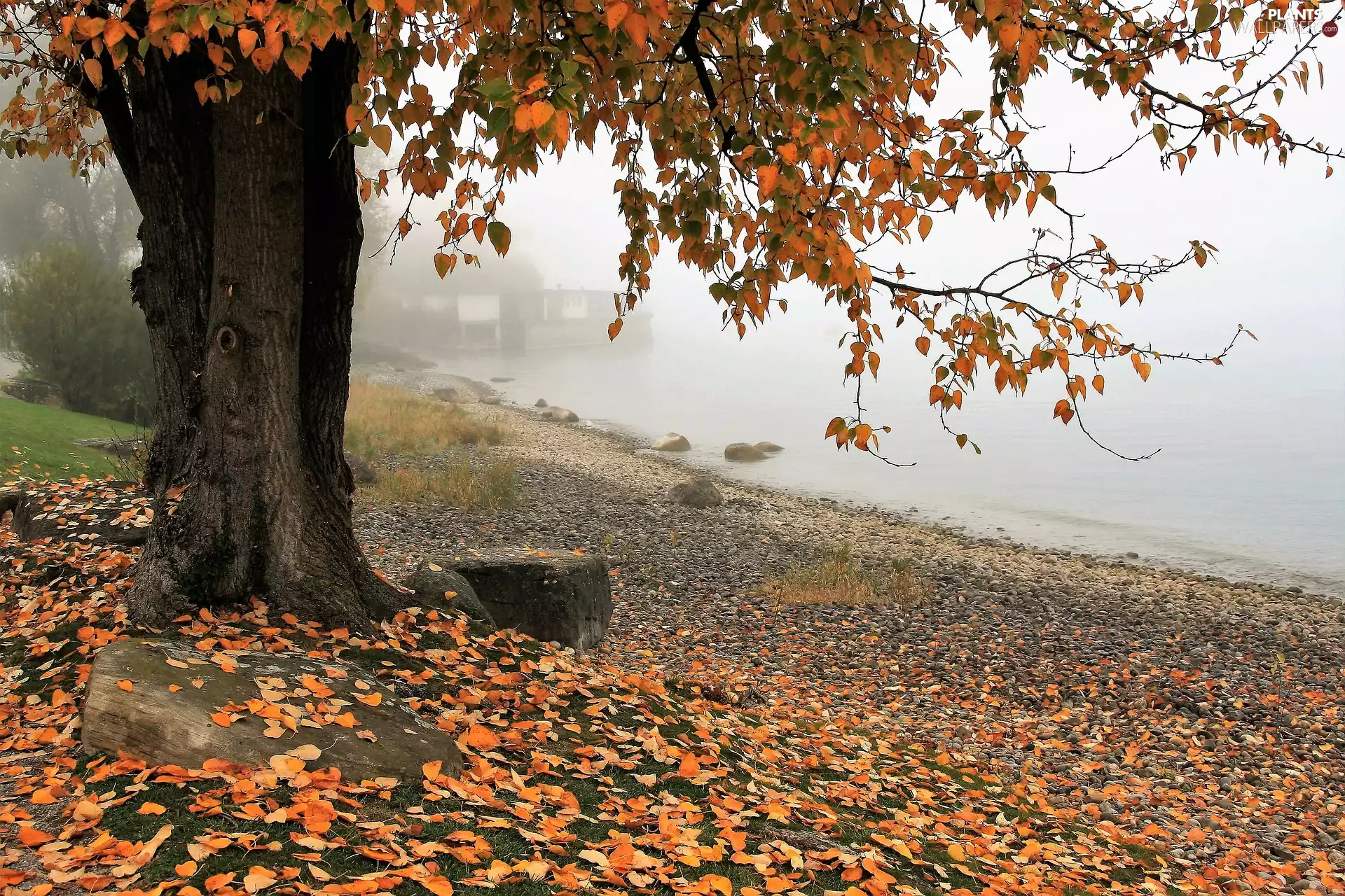 trees, Fog, Leaf, lake, fallen, autumn