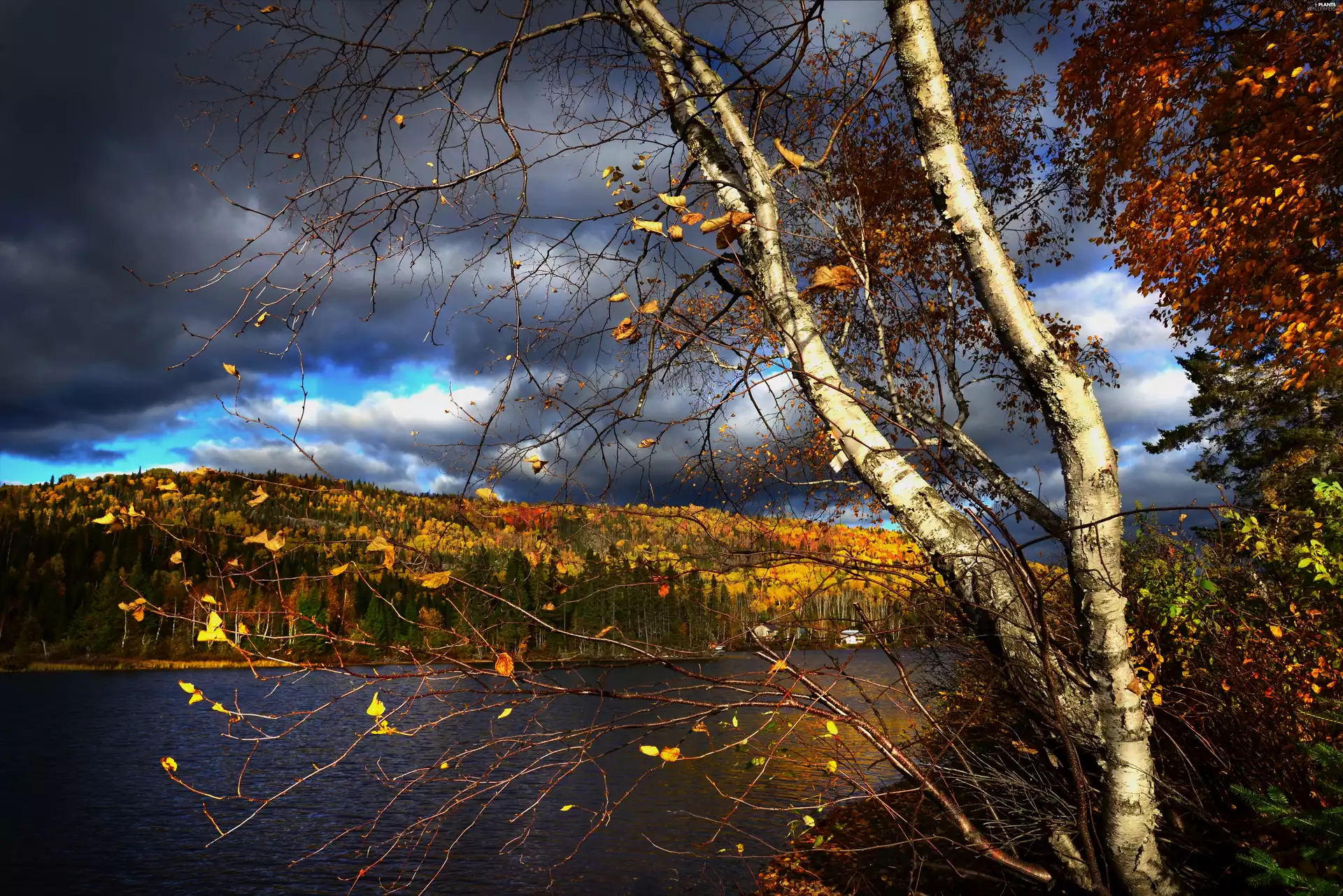 viewes, birch-tree, lake, trees, autumn
