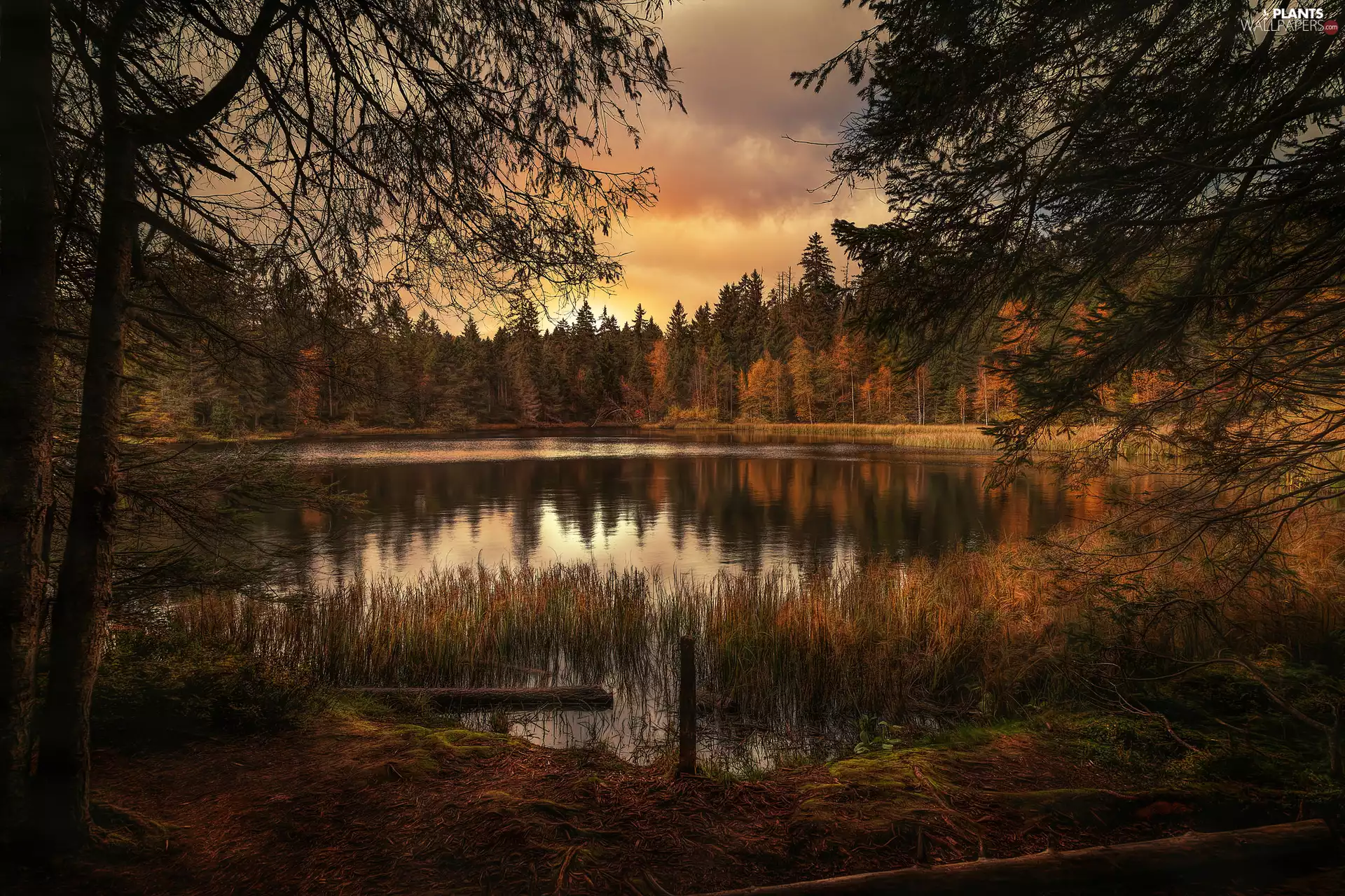 autumn, forest, trees, lake