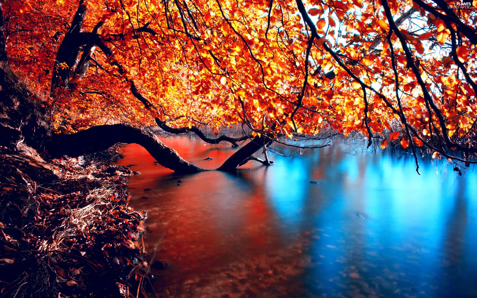 autumn, Sloping, trees, lake