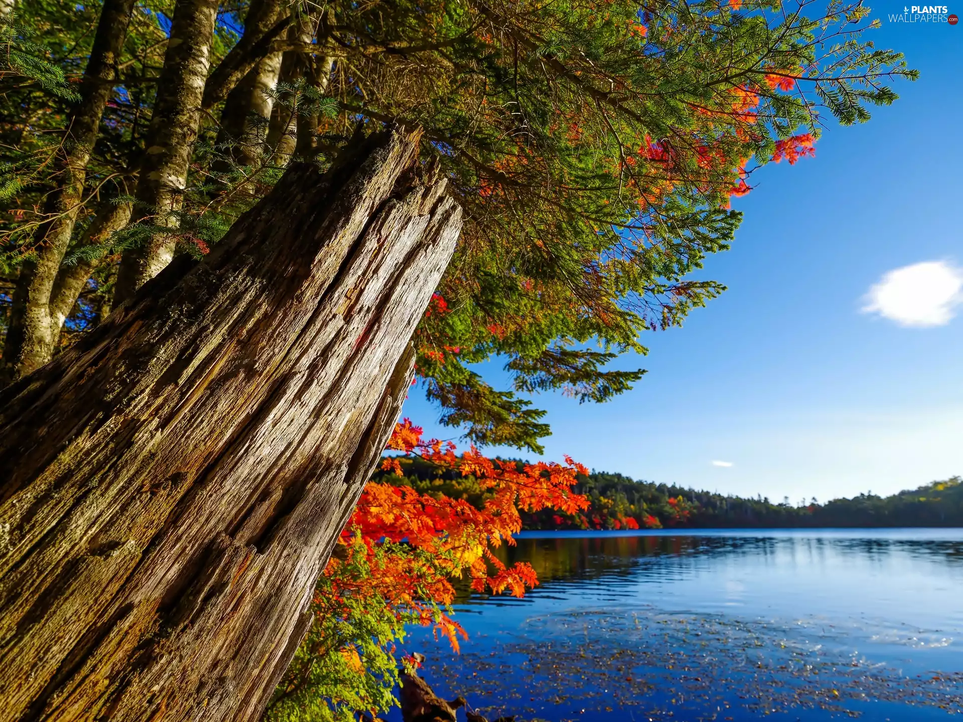 autumn, trees, viewes, lake