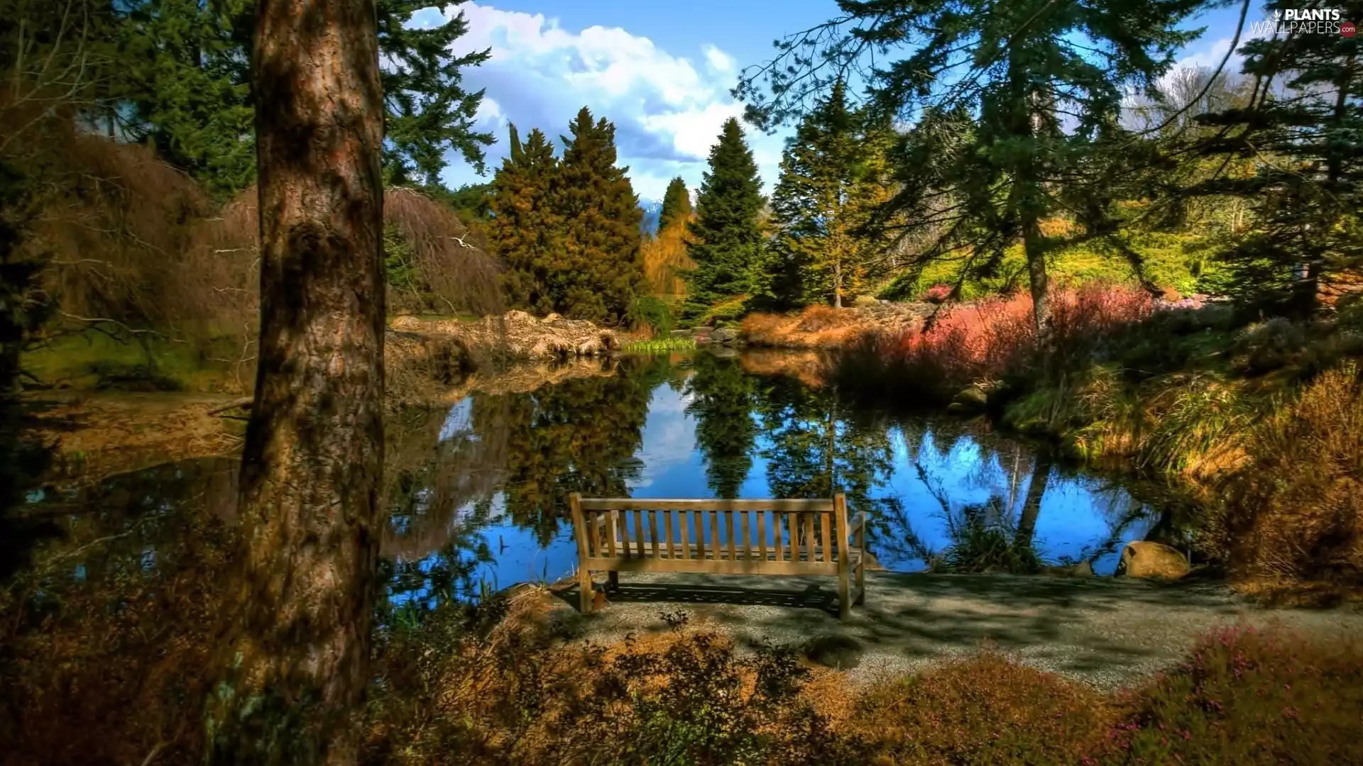 Bench, trees, viewes, lake