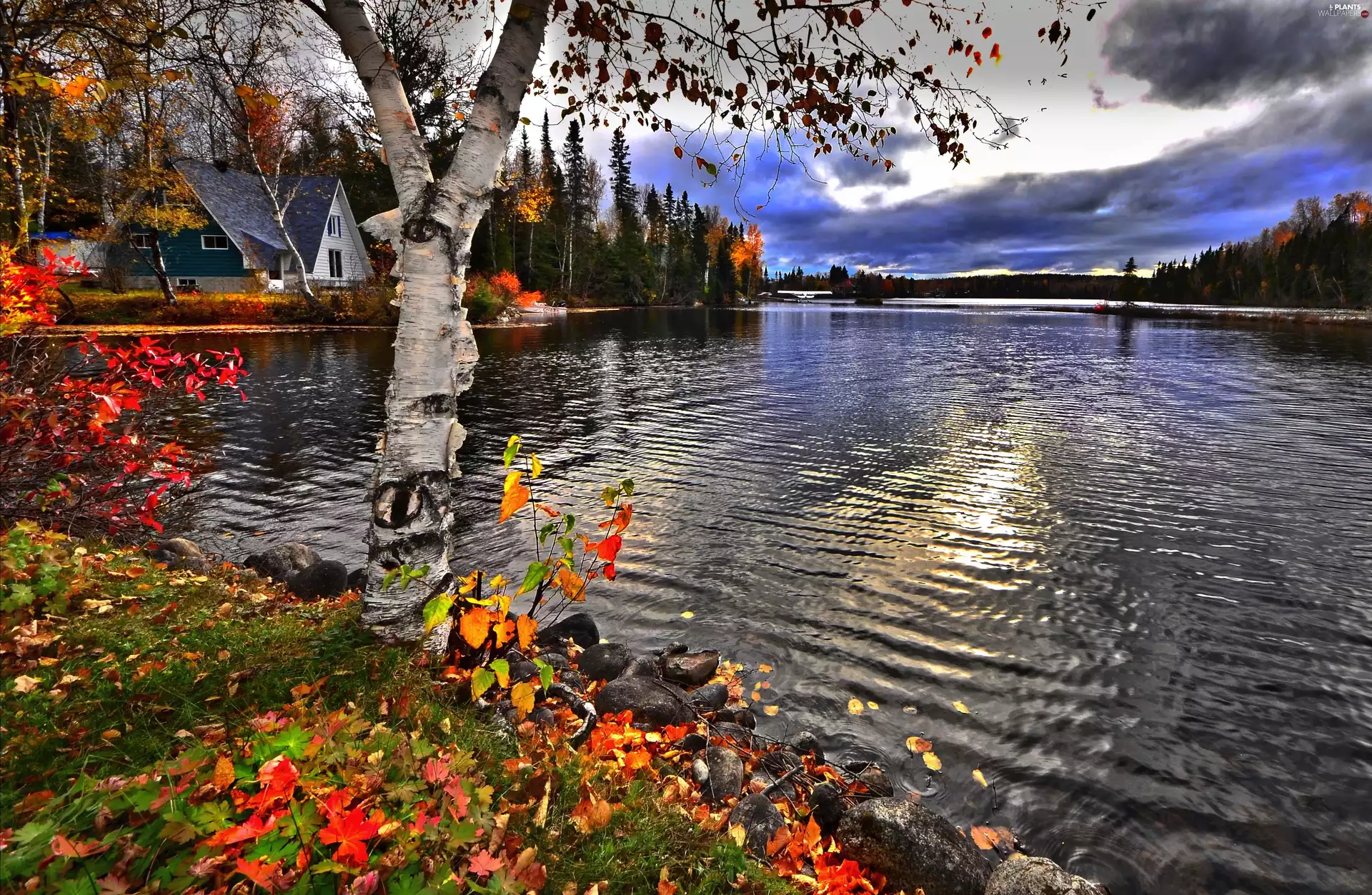 birch-tree, autumn, lake