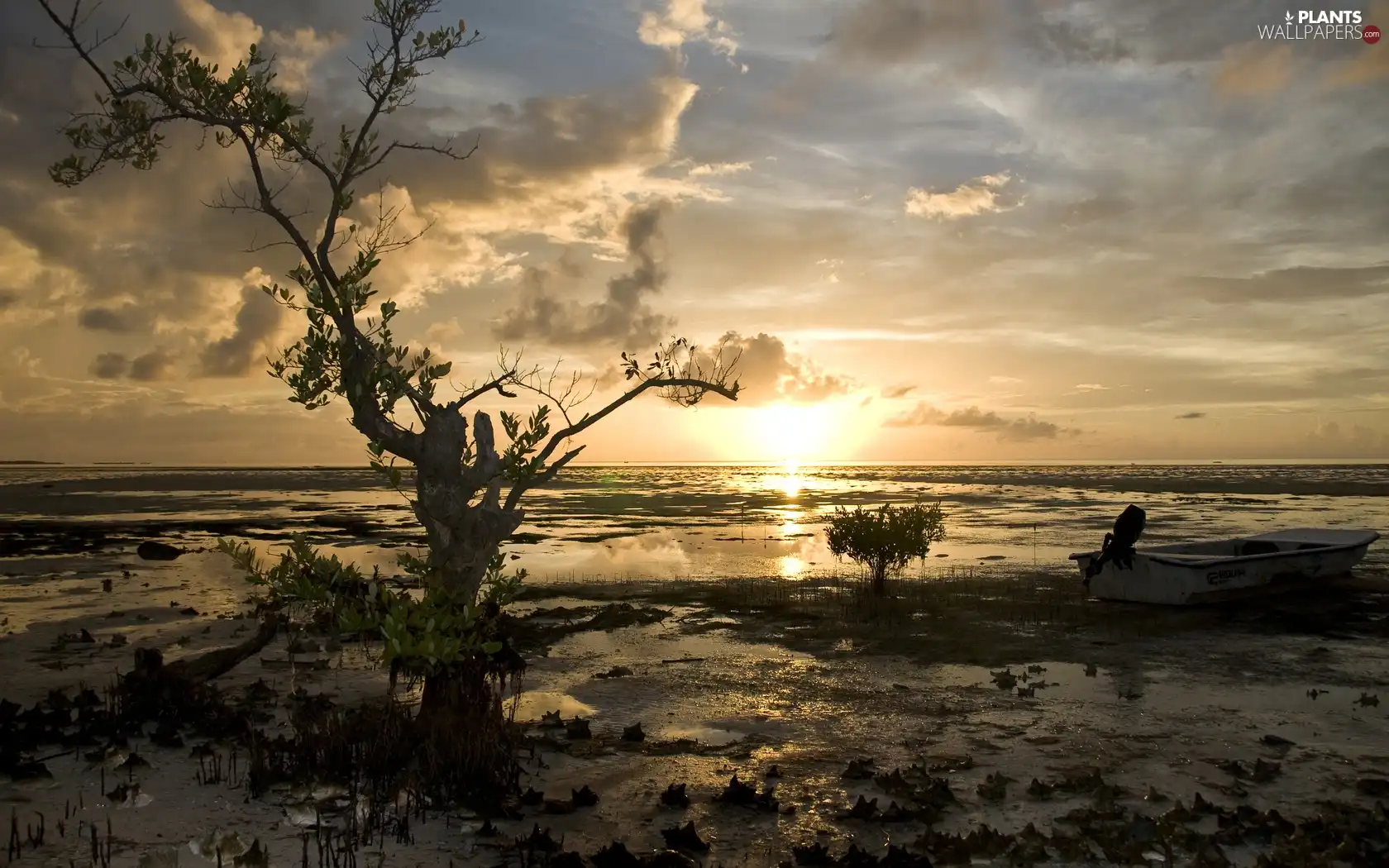 lake, Boat, dry, trees, dawn