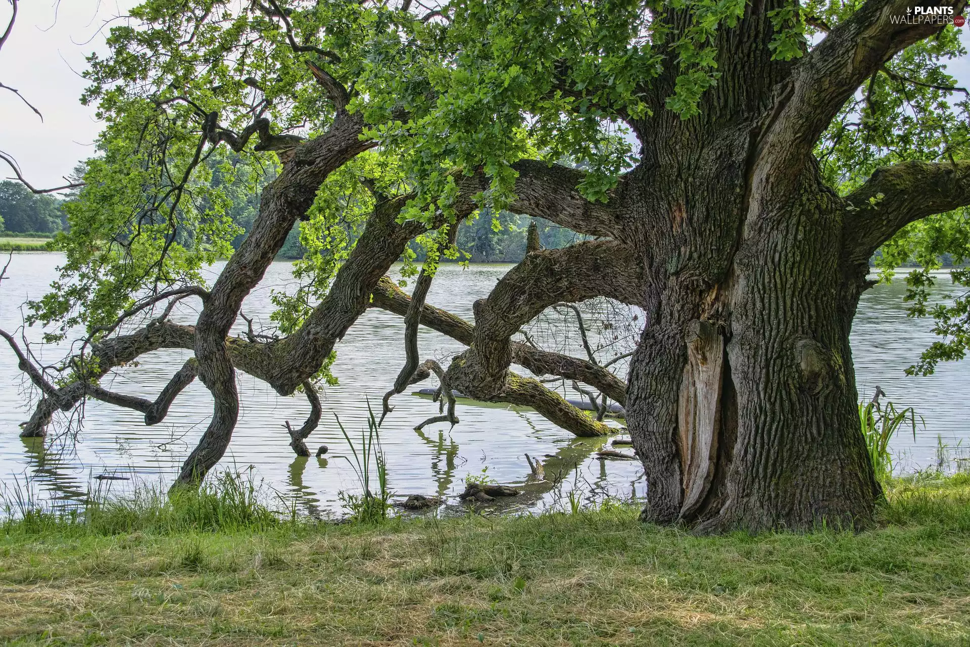 branch pics, trees, lake