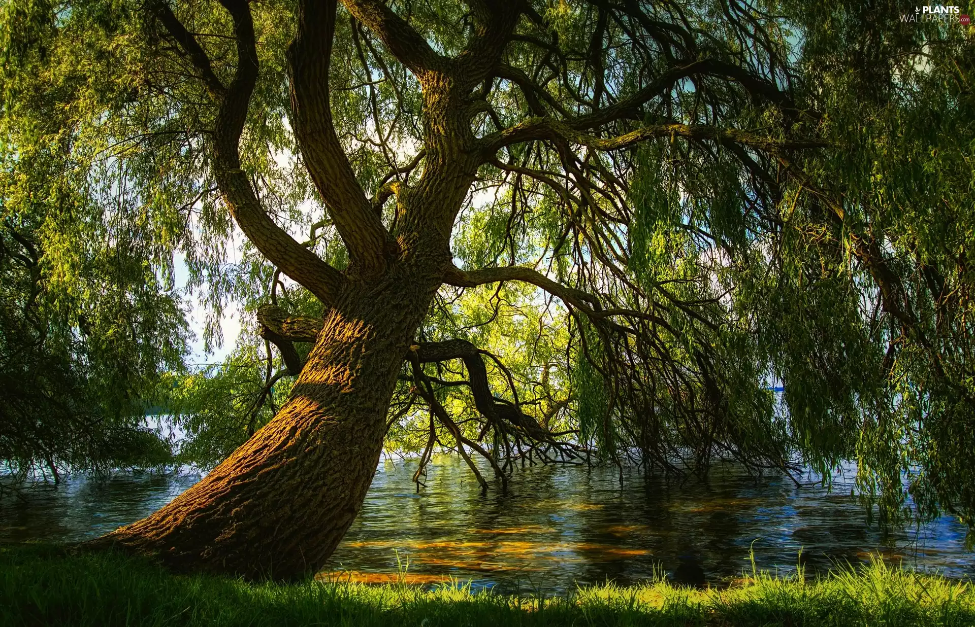 lake, light breaking through sky, Willow, branch pics, trees