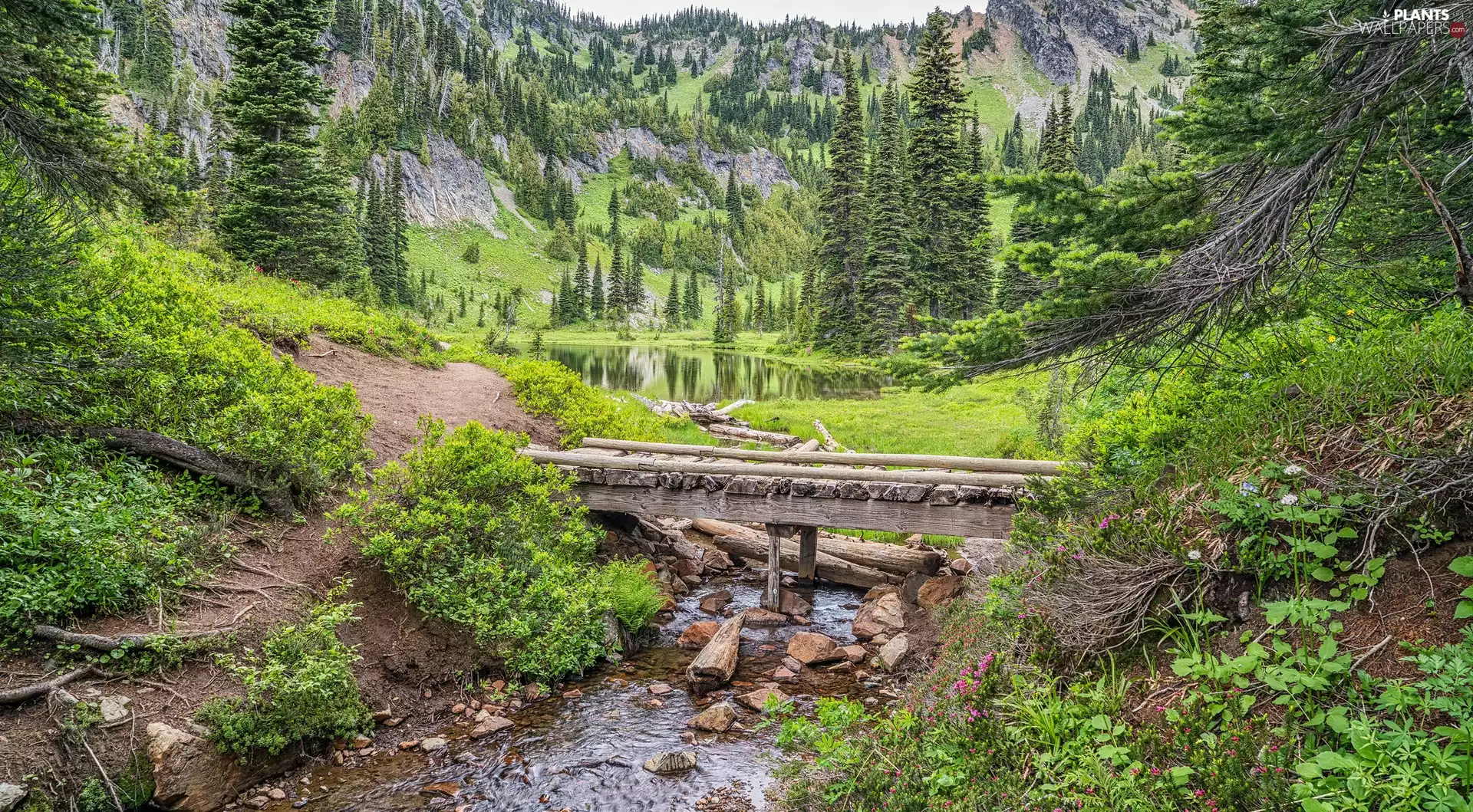 River, Spruces, Bush, lake, Mountains, footbridge, Plants