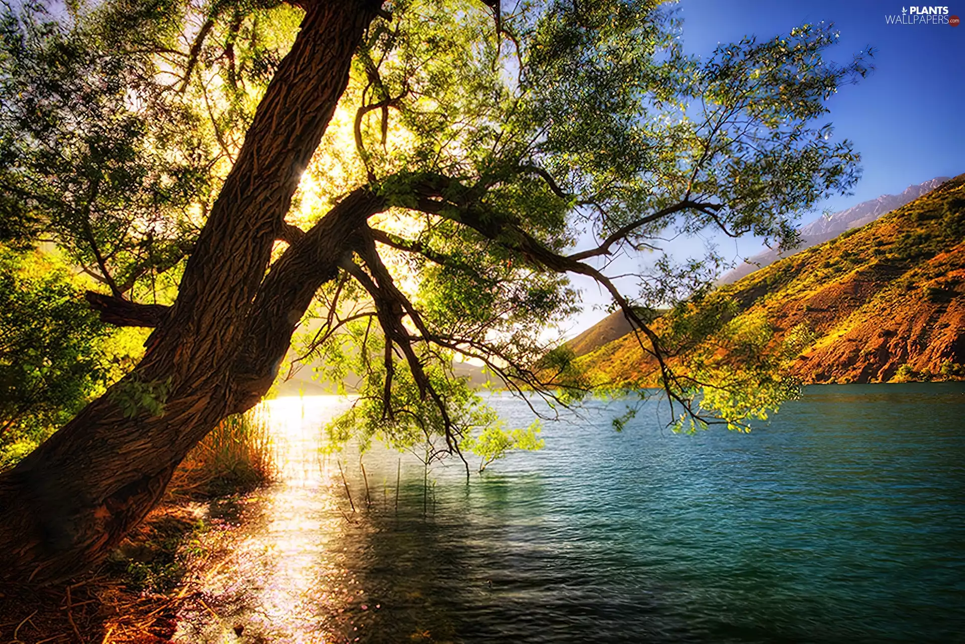 lake, trees, by
