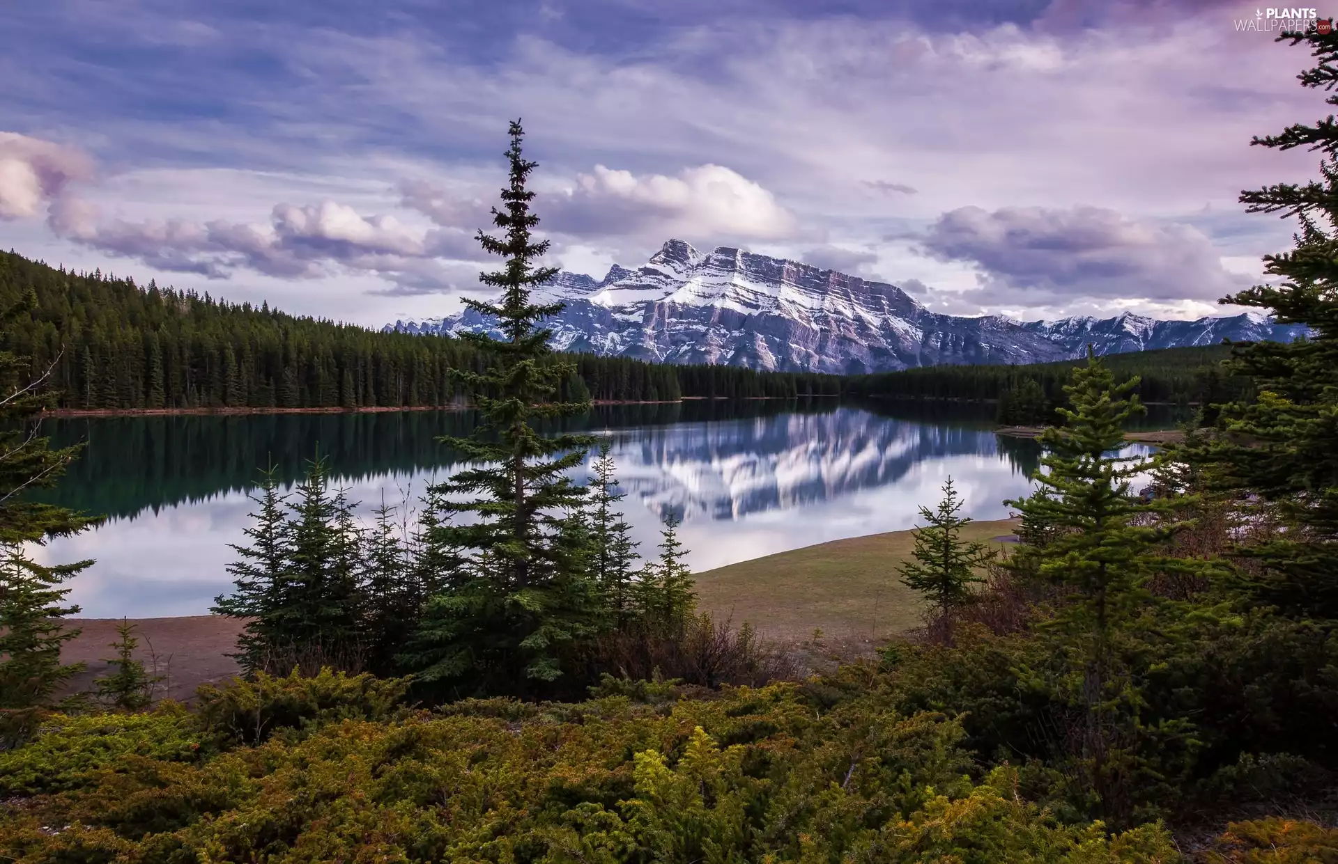Mountains, Banff National Park, woods, Vermilion Lake, Canada, Mount Rundle, Spruces