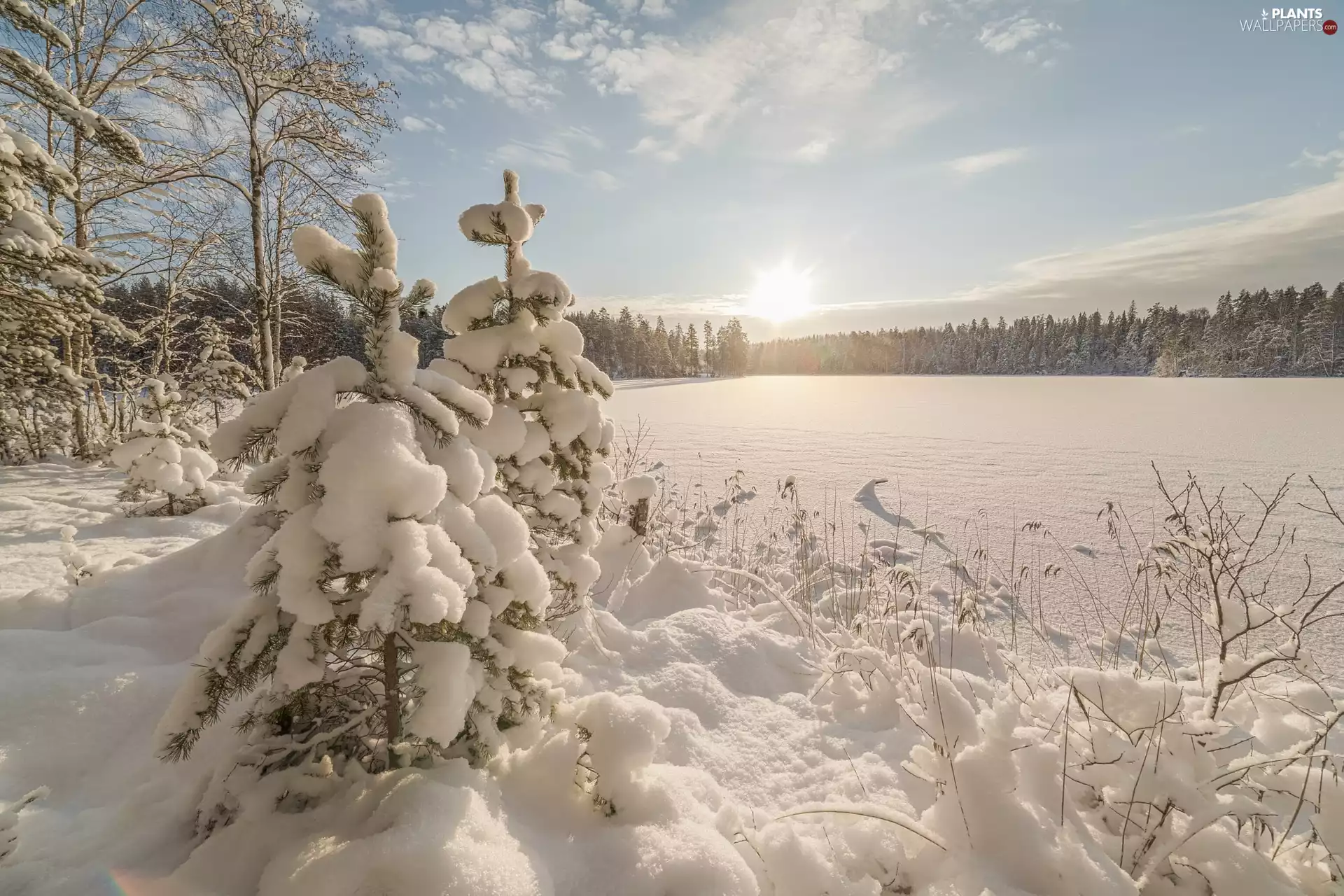 Snowy, trees, clouds, viewes, Sunrise, forest, winter, lake