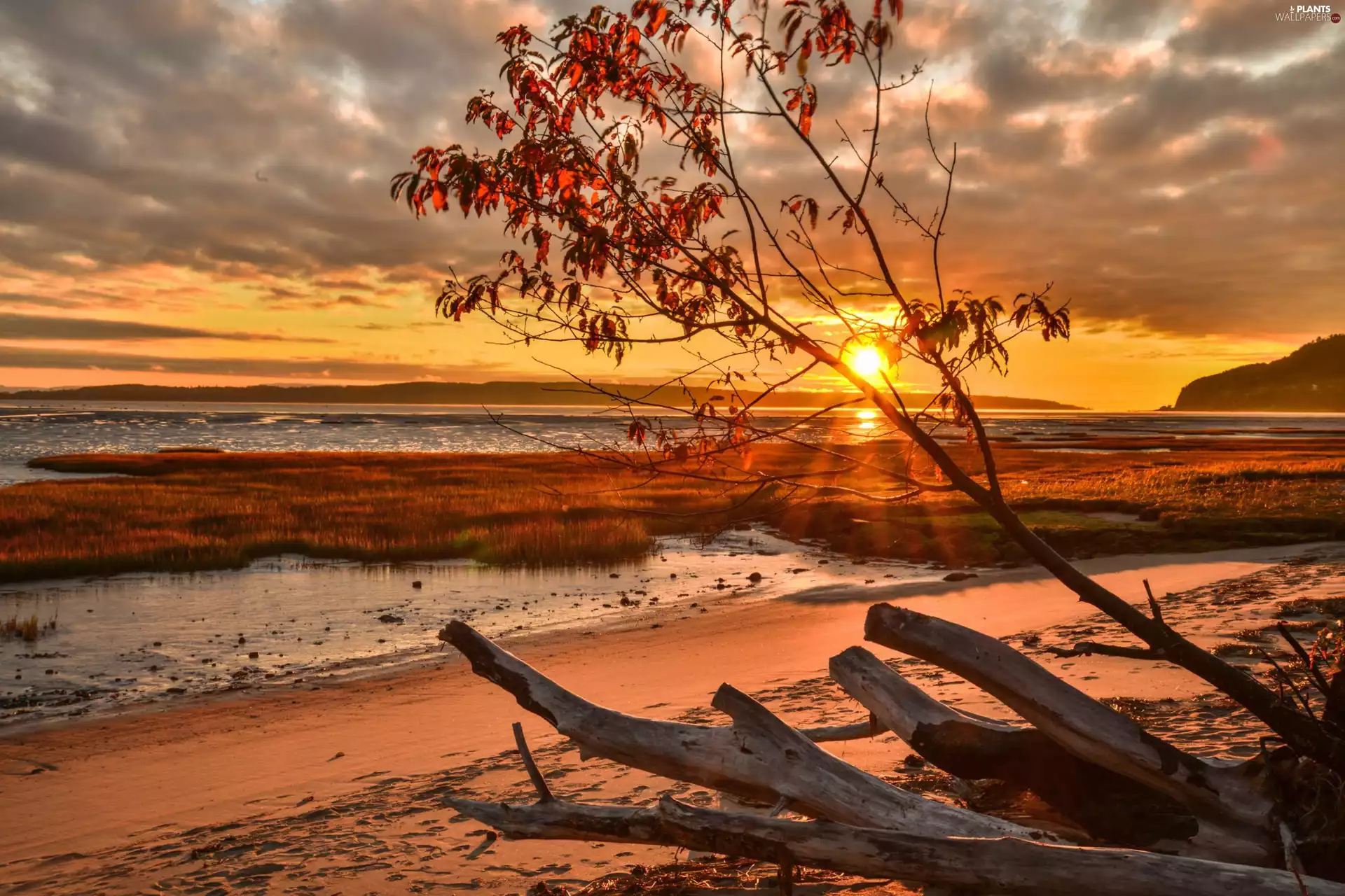 Islet, sun, dry, lake, west, trees, branches