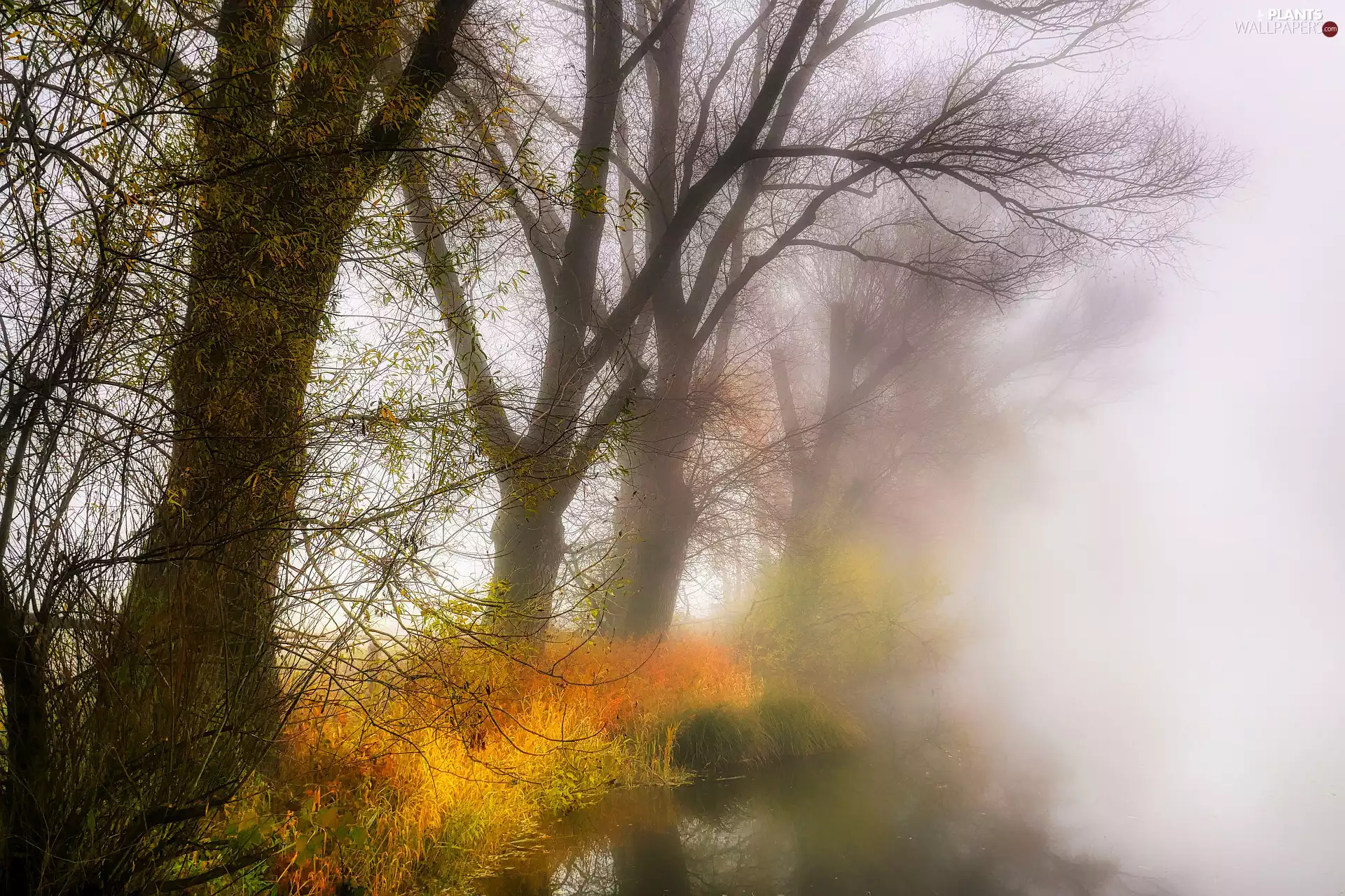 trees, autumn, grass, lake, viewes, Fog