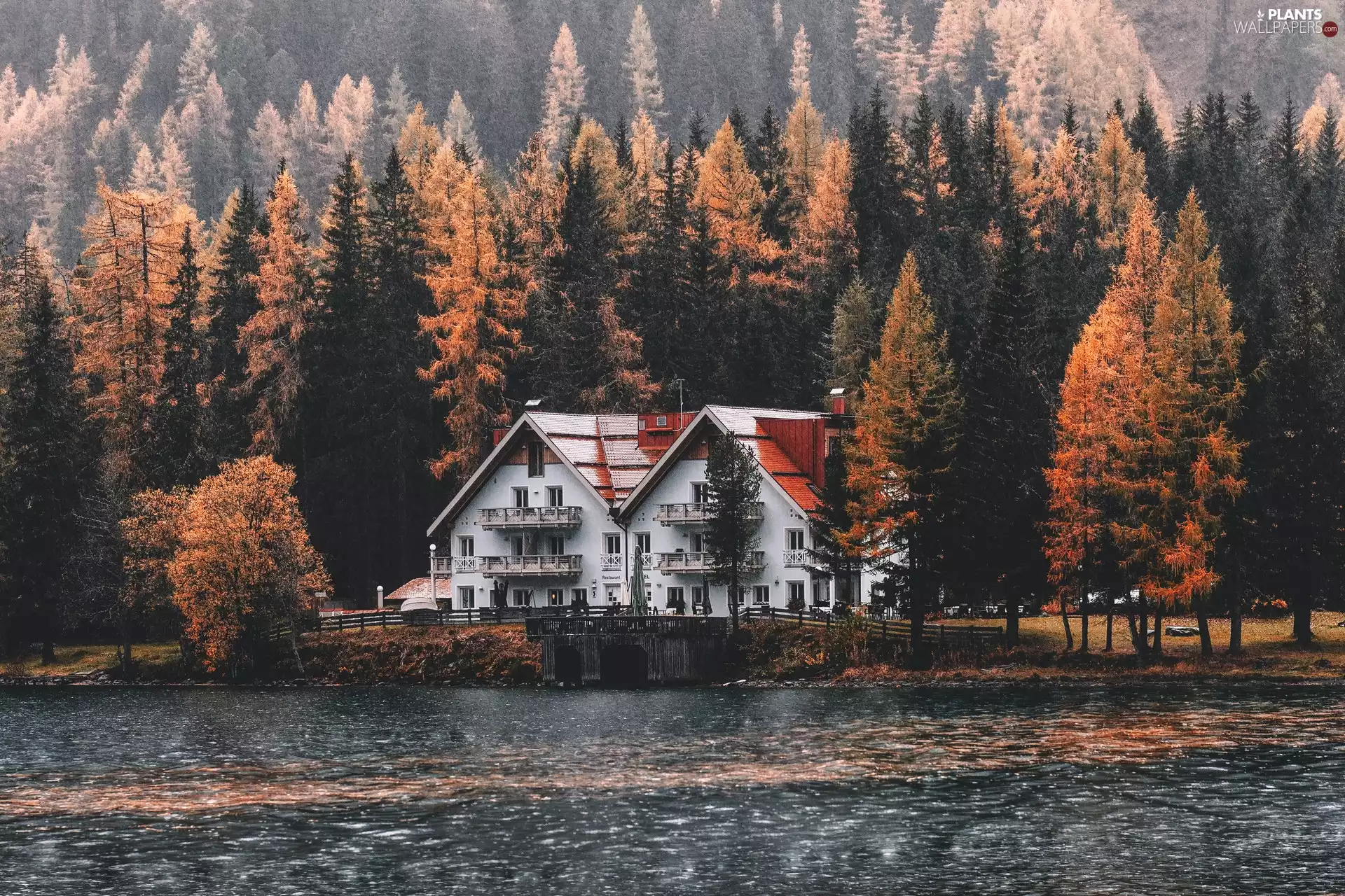 viewes, lake, forest, trees, house