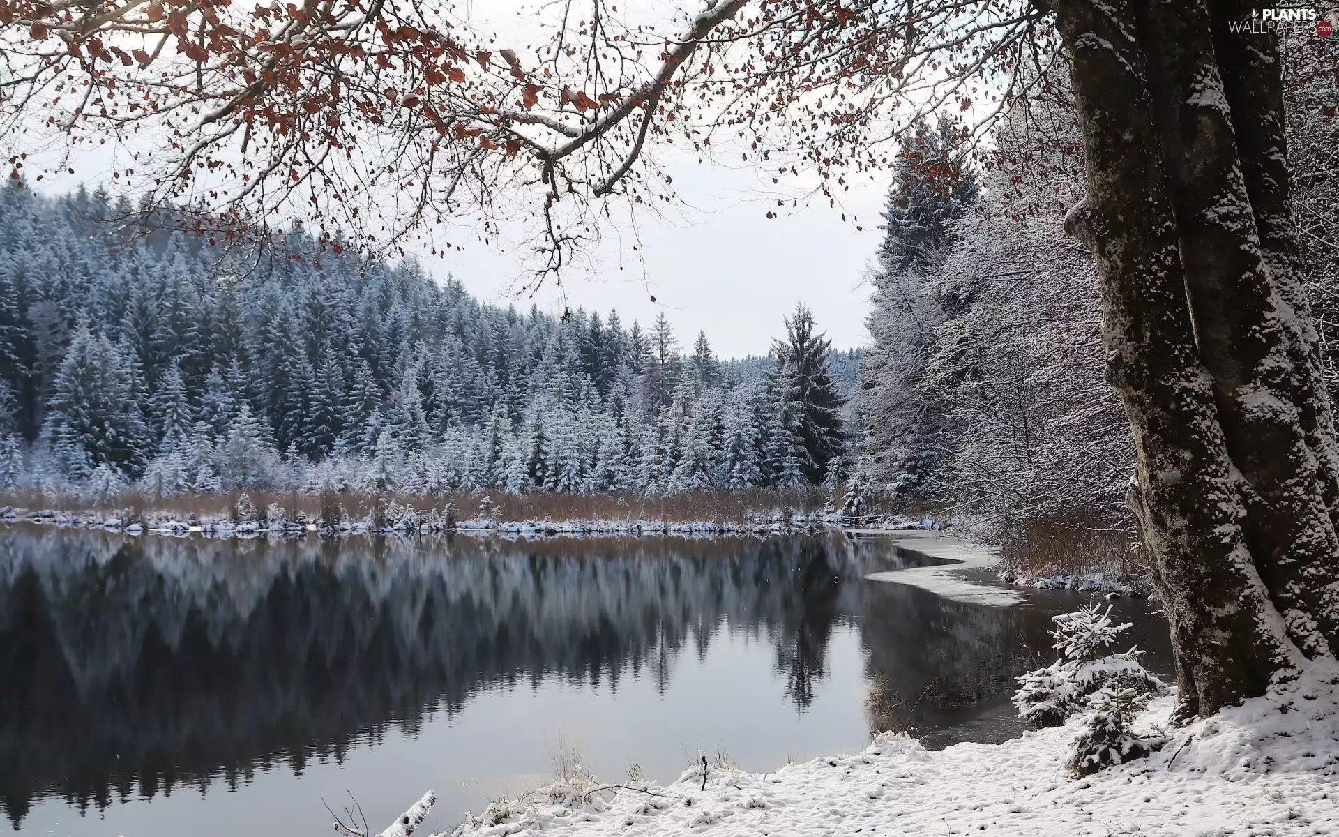 trees, winter, snow, lake, viewes, forest