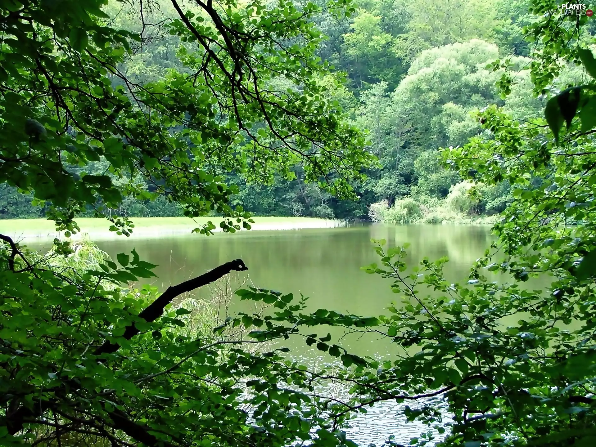 lake, forest