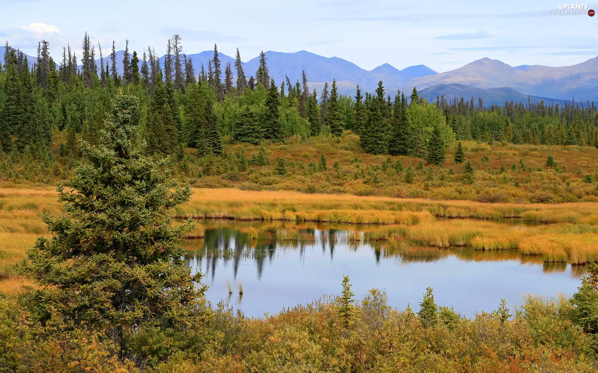 trees, viewes, grass, Spruces, Yellowed, Mountains, autumn, lake