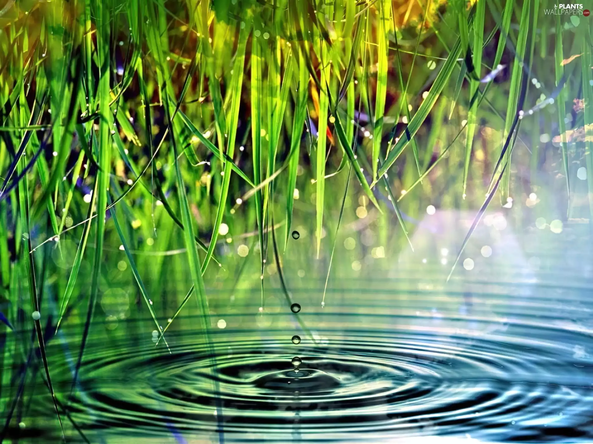 grass, drops, water, lake