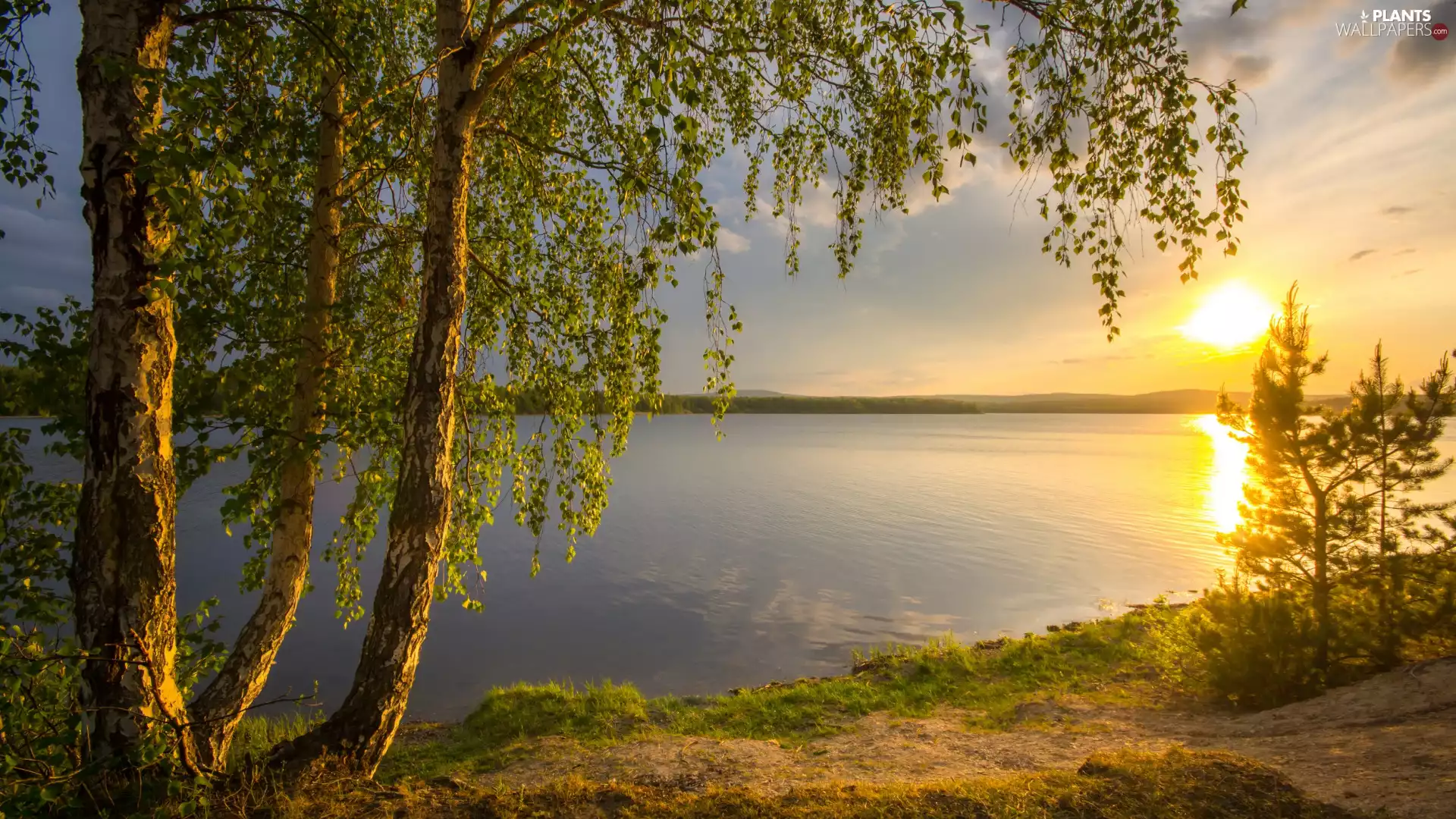 Great Sunsets, birch, lake