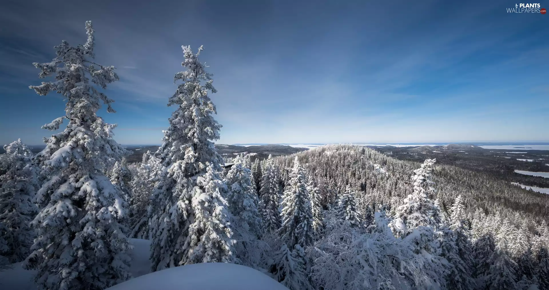 North Karelia, Finland, National Park of Koli, Lake Pielinen, Spruces, The Hills, trees, viewes, winter