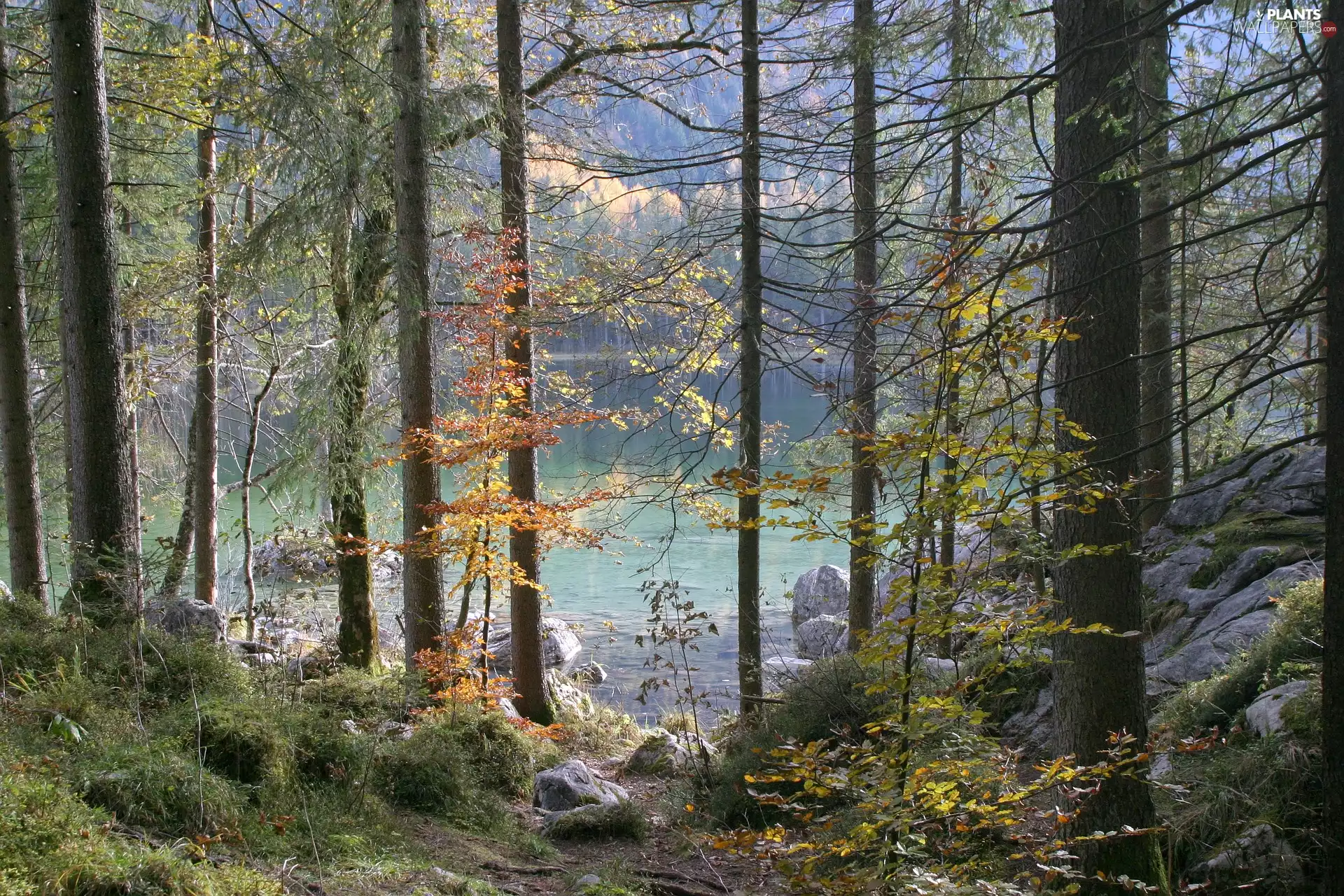 forest, trees, Germany, viewes, Bavaria, rocks, Lake Hintersee, Berchtesgaden National Park