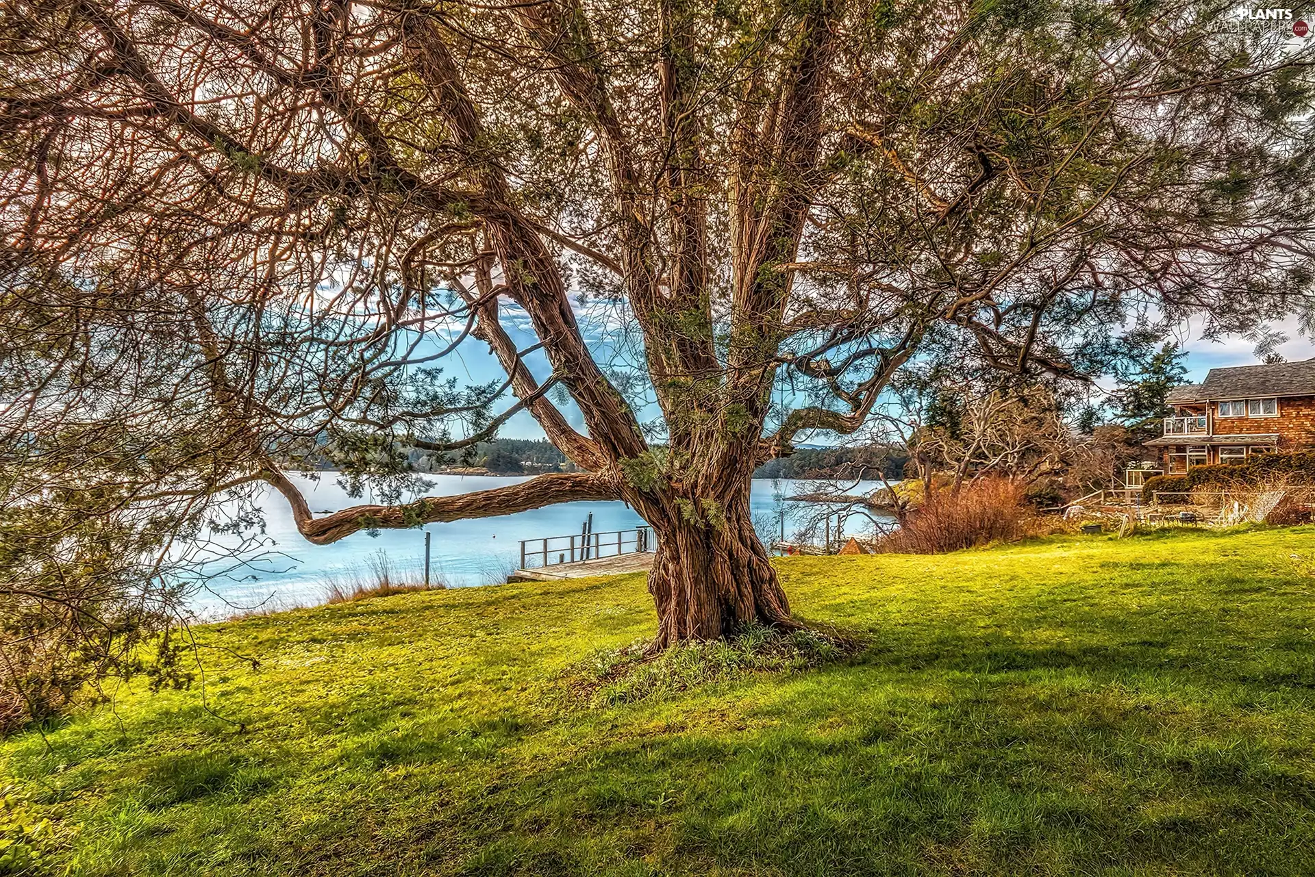 house, Huge, trees, lake