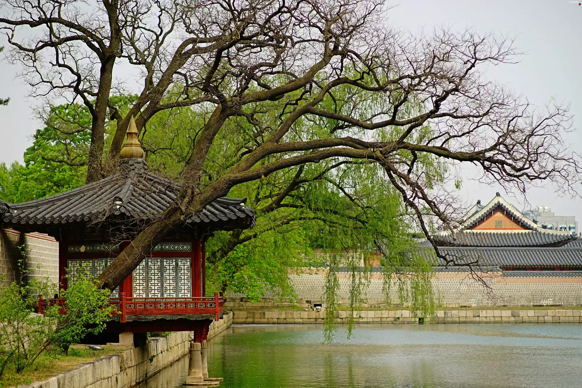trees, lake, Korea, South, palace