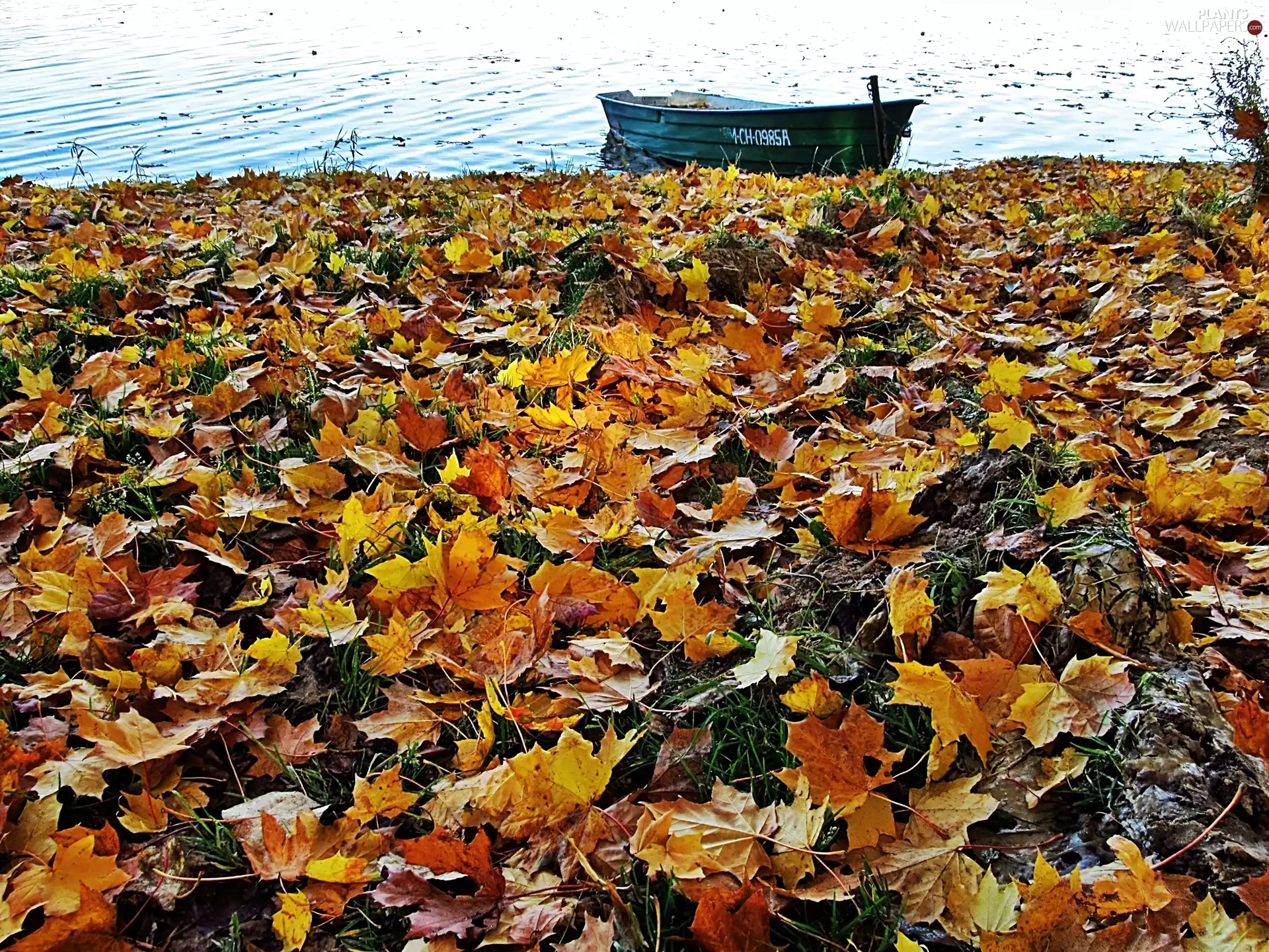 Boat, lake, Leaf, maple, autumn