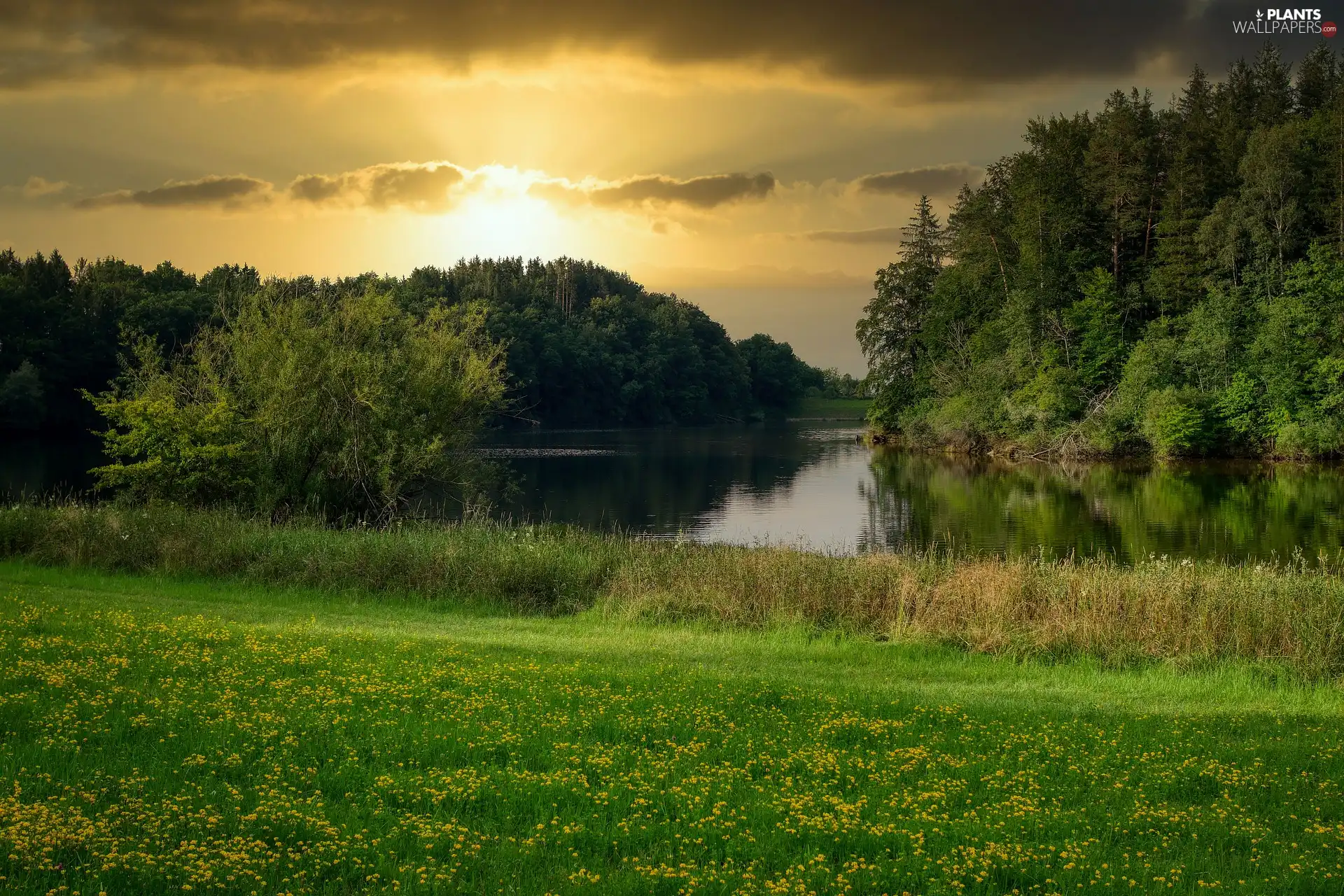 viewes, Great Sunsets, lake, trees, Meadow