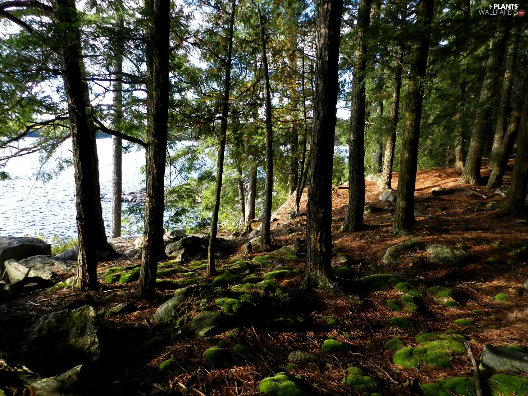 lake, forest, mosses