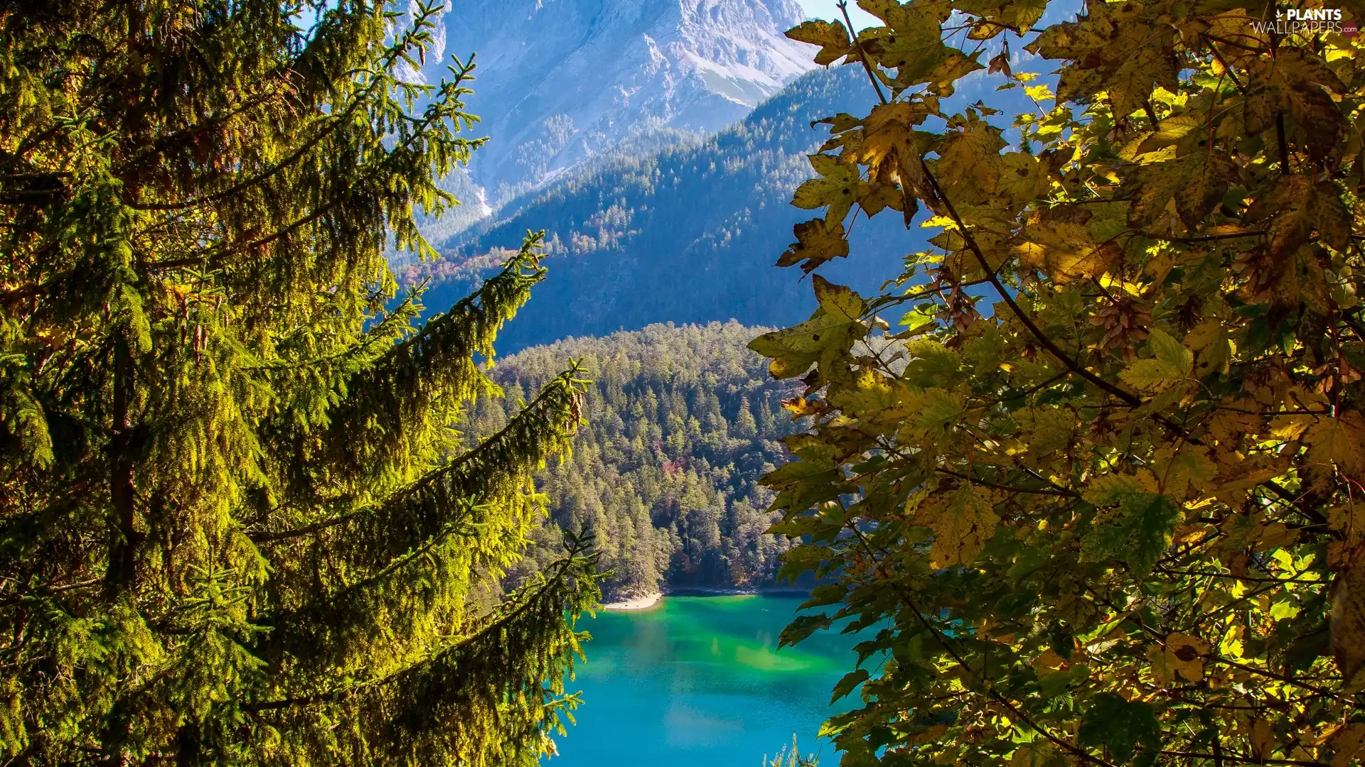 viewes, branch pics, lake, trees, Mountains