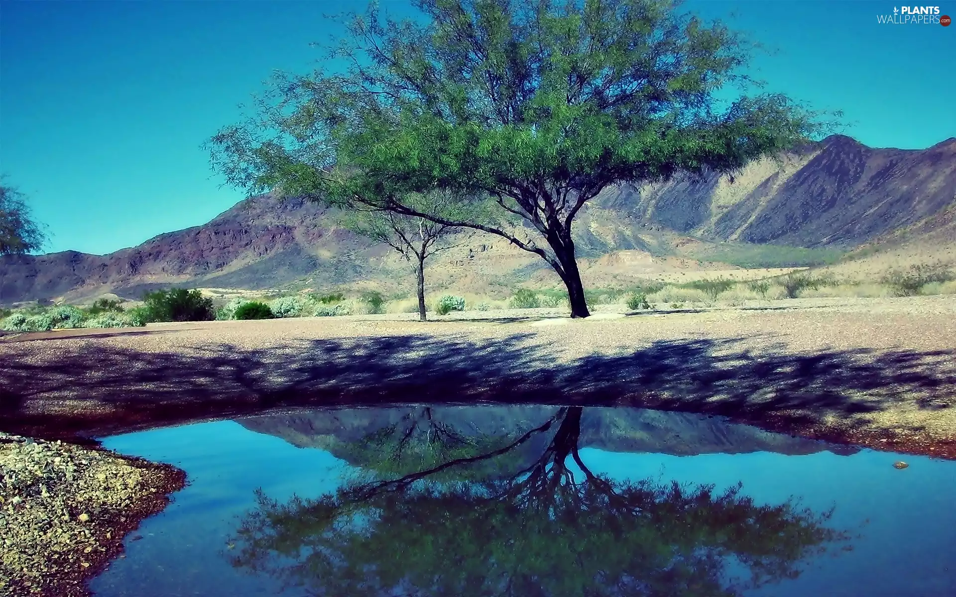 Mountains, trees, reflection, lake