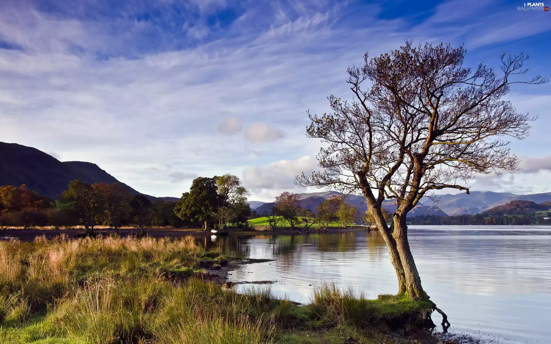 Mountains, trees, viewes, lake