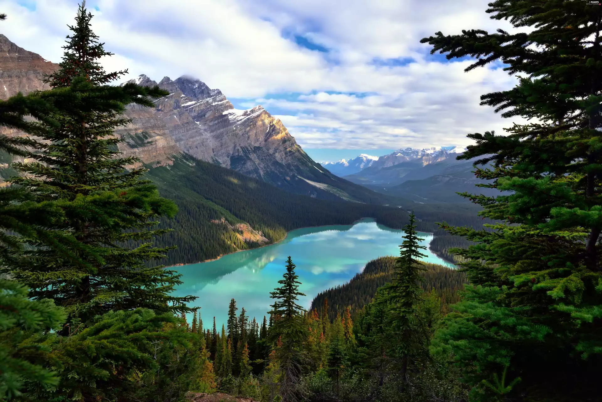 Banff National Park, Lake Moraine, Spruces, trees, Mountains, Province of Alberta, Canada, viewes