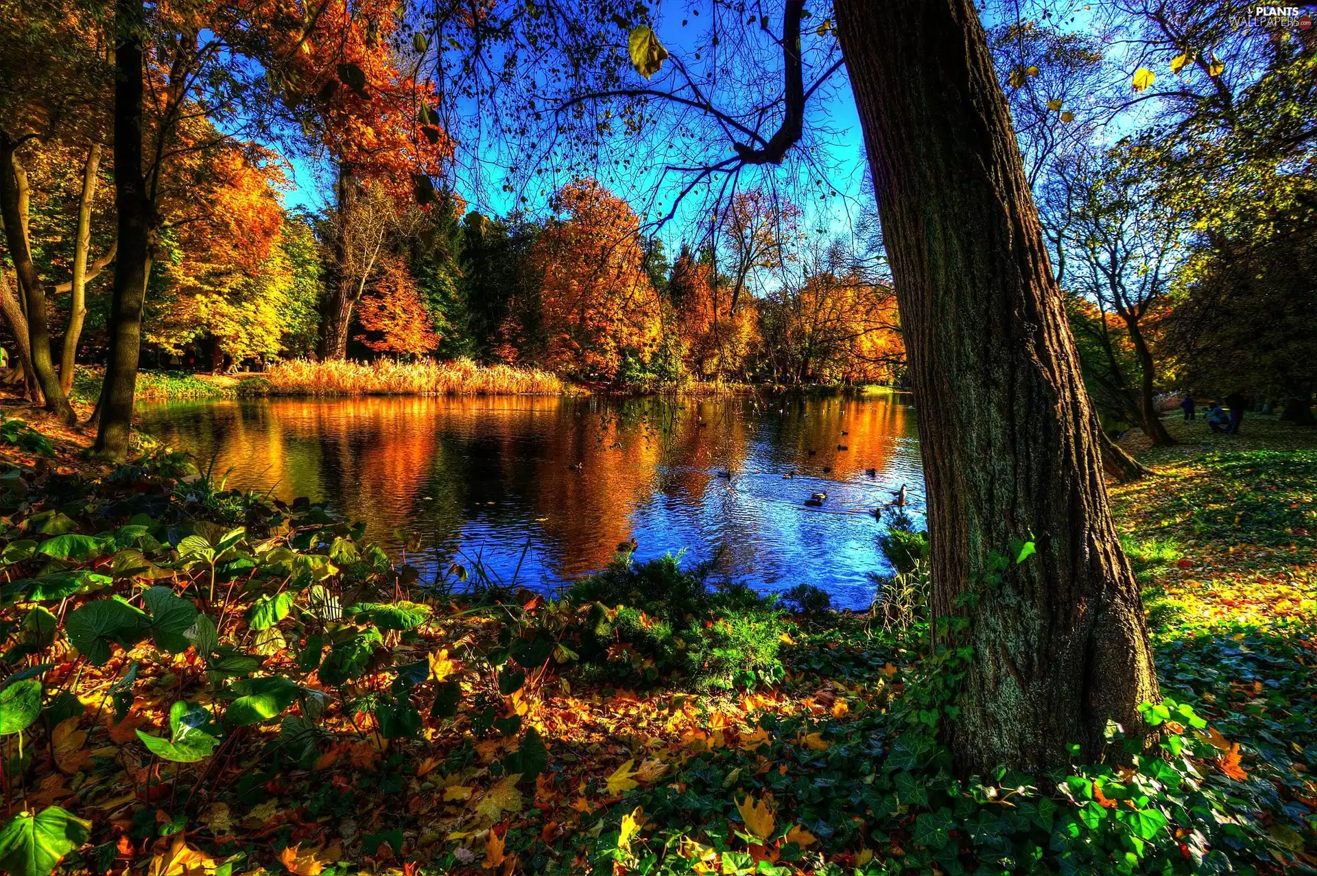 Park, autumn, ducks, lake