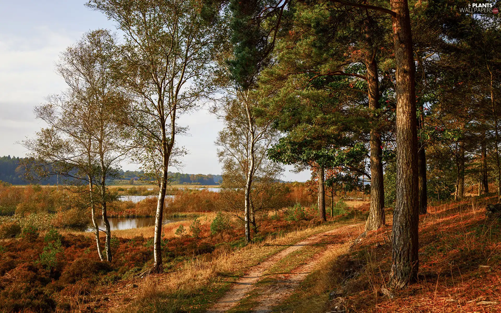 viewes, lake, Path, trees, autumn