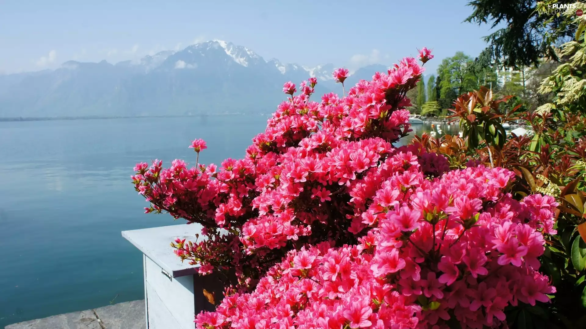 Mountains, lake, Pink, Flowers, rhododendron