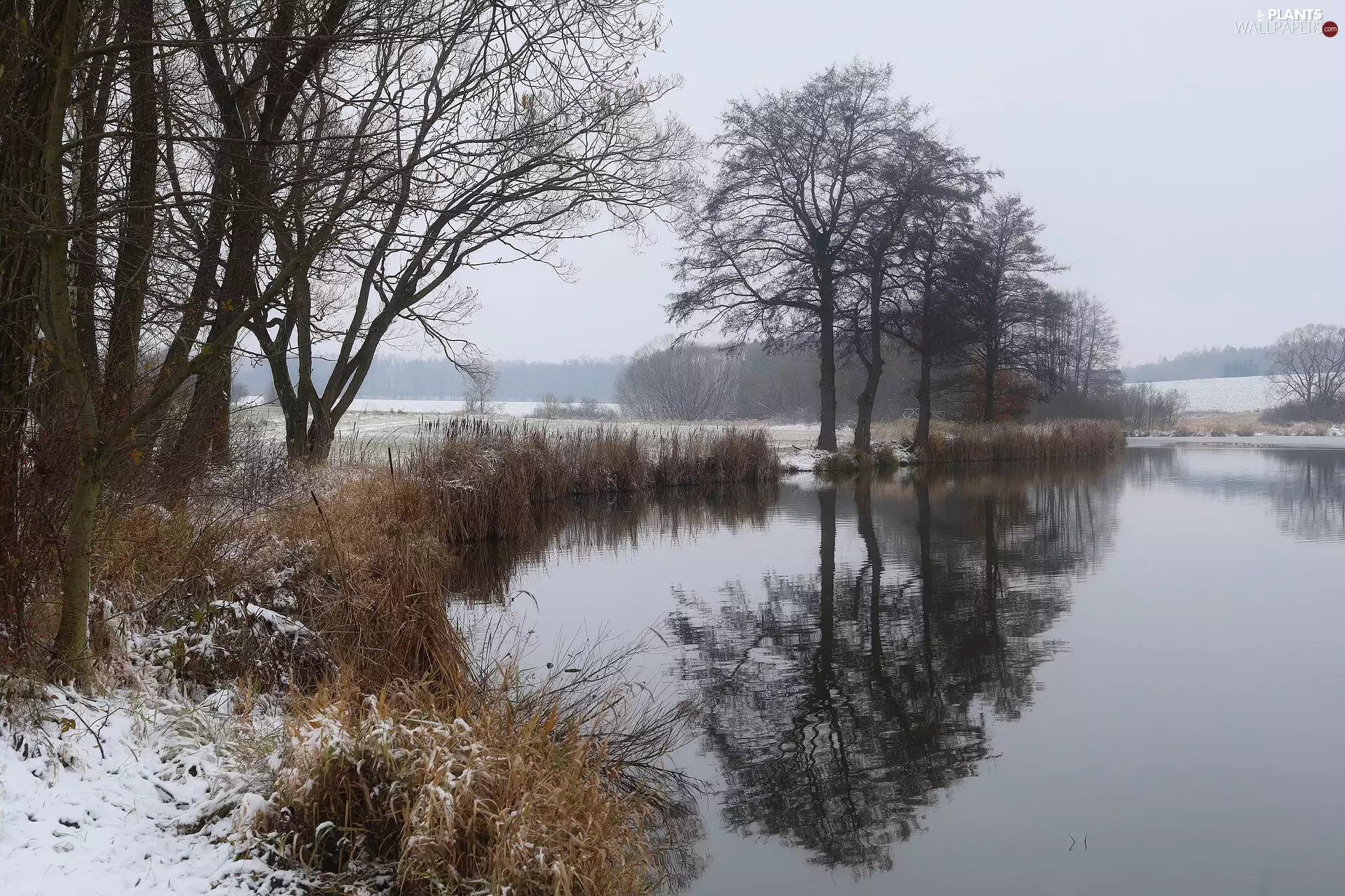 grass, winter, viewes, lake, trees, snow