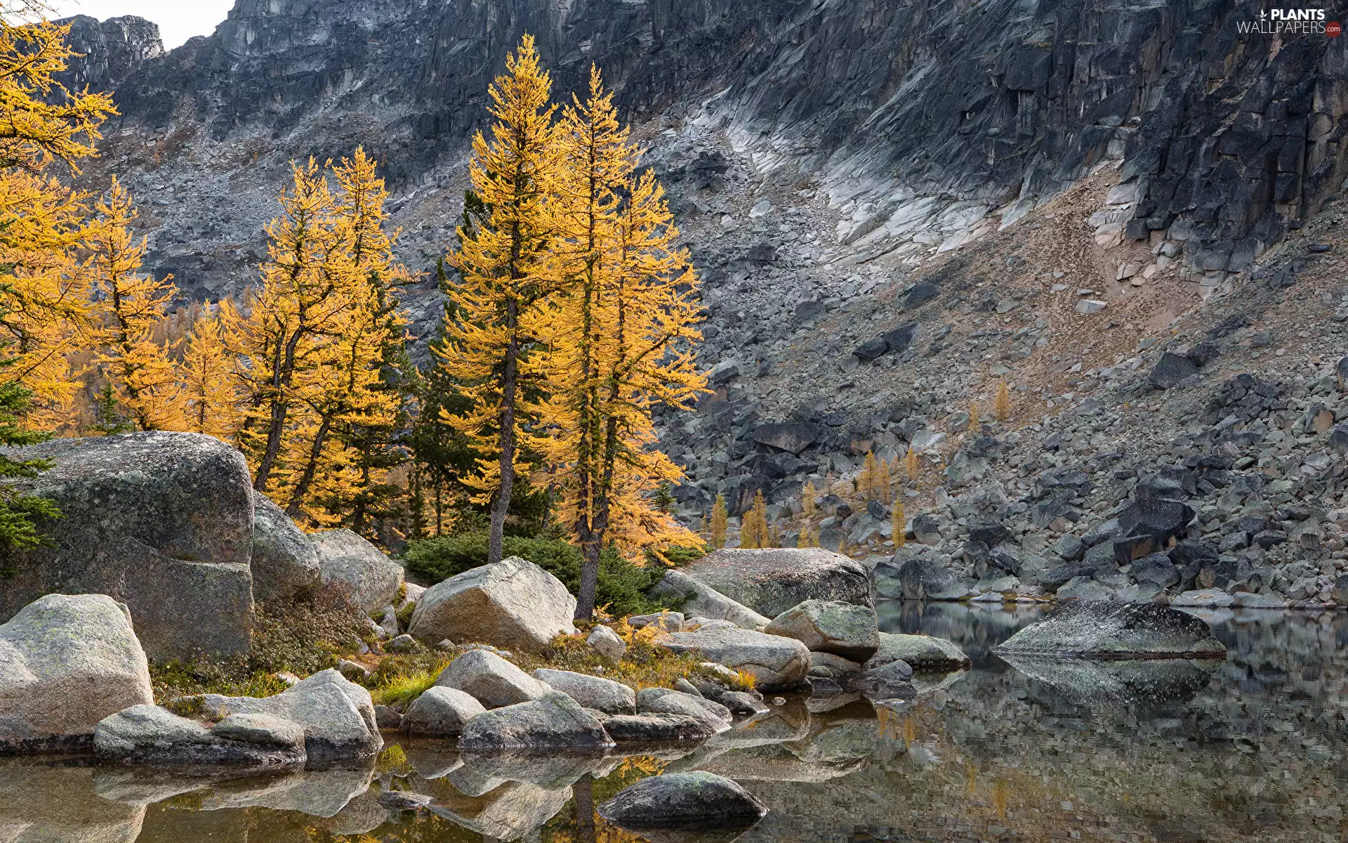 trees, autumn, rocks, lake, viewes, Stones