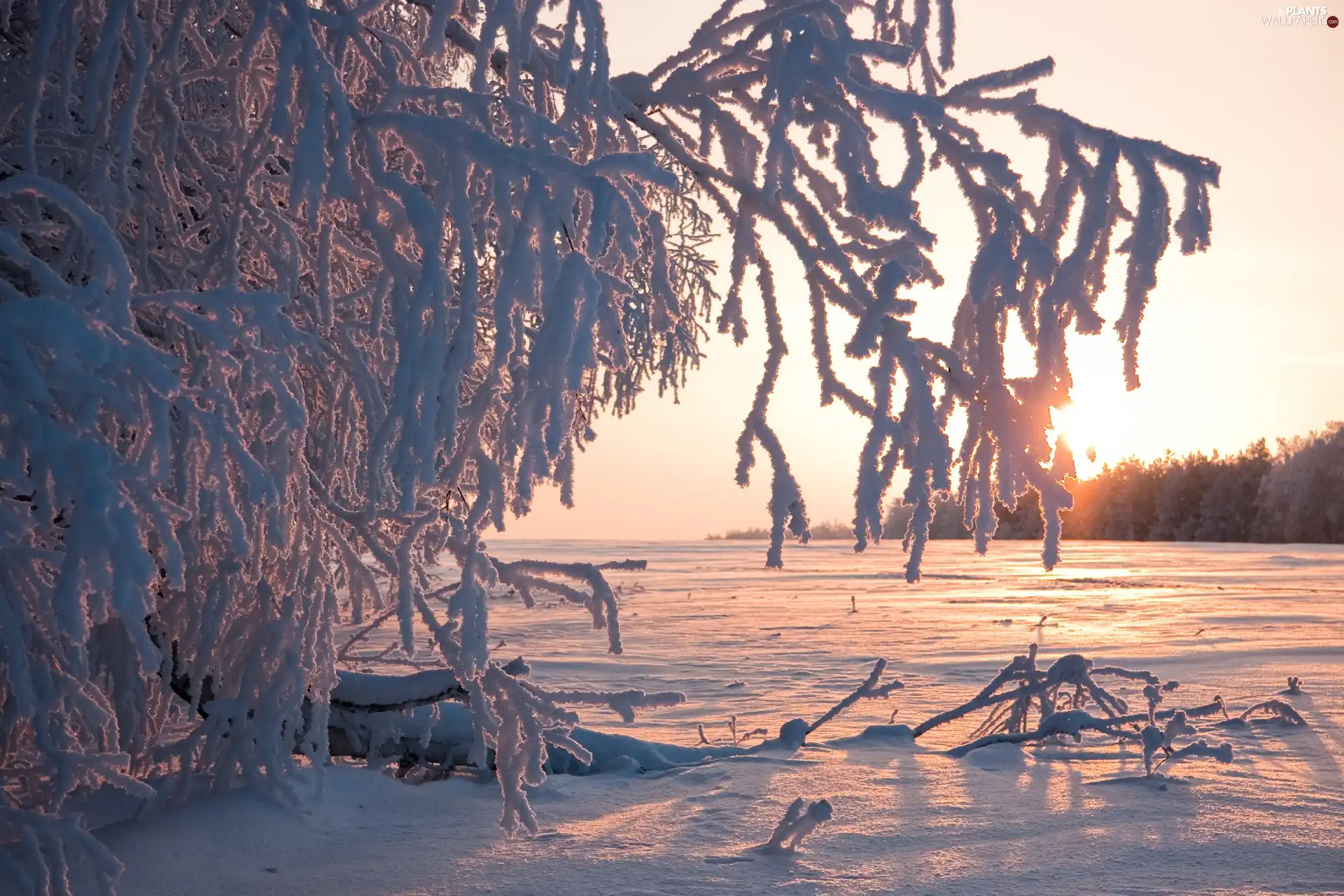 lake, sun, rime, frozen, Bush