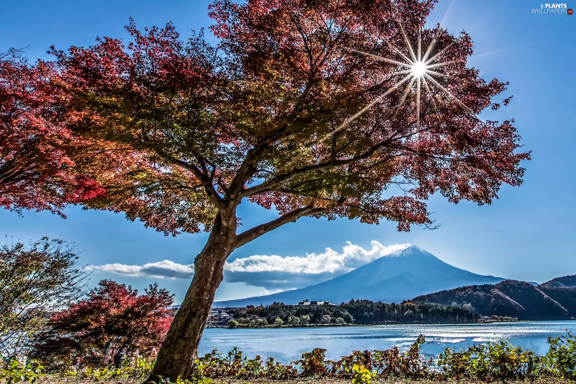 lake, autumn, trees, viewes, Fuji, Japan, sun, mountains, rays