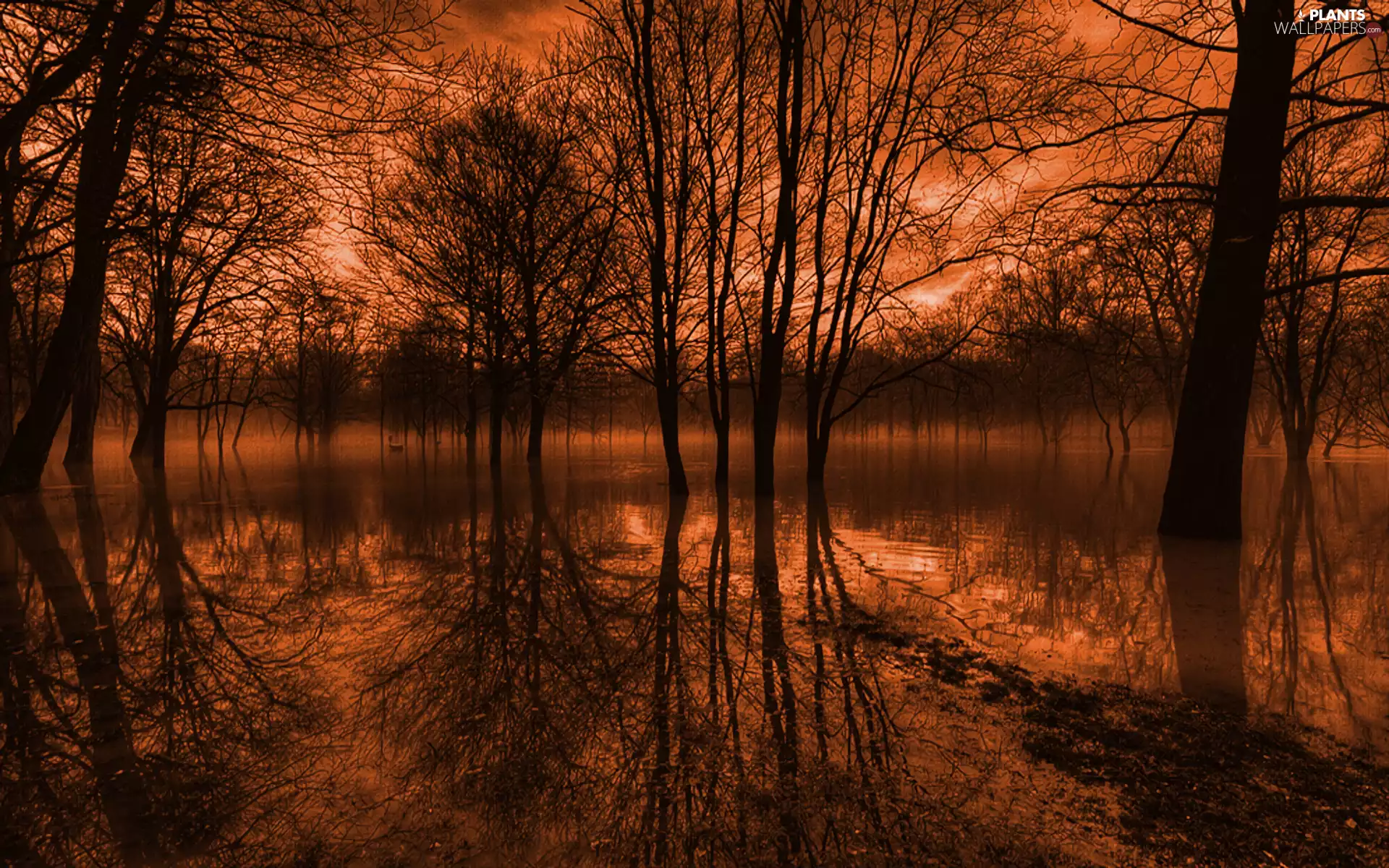 viewes, lake, sun, trees, west